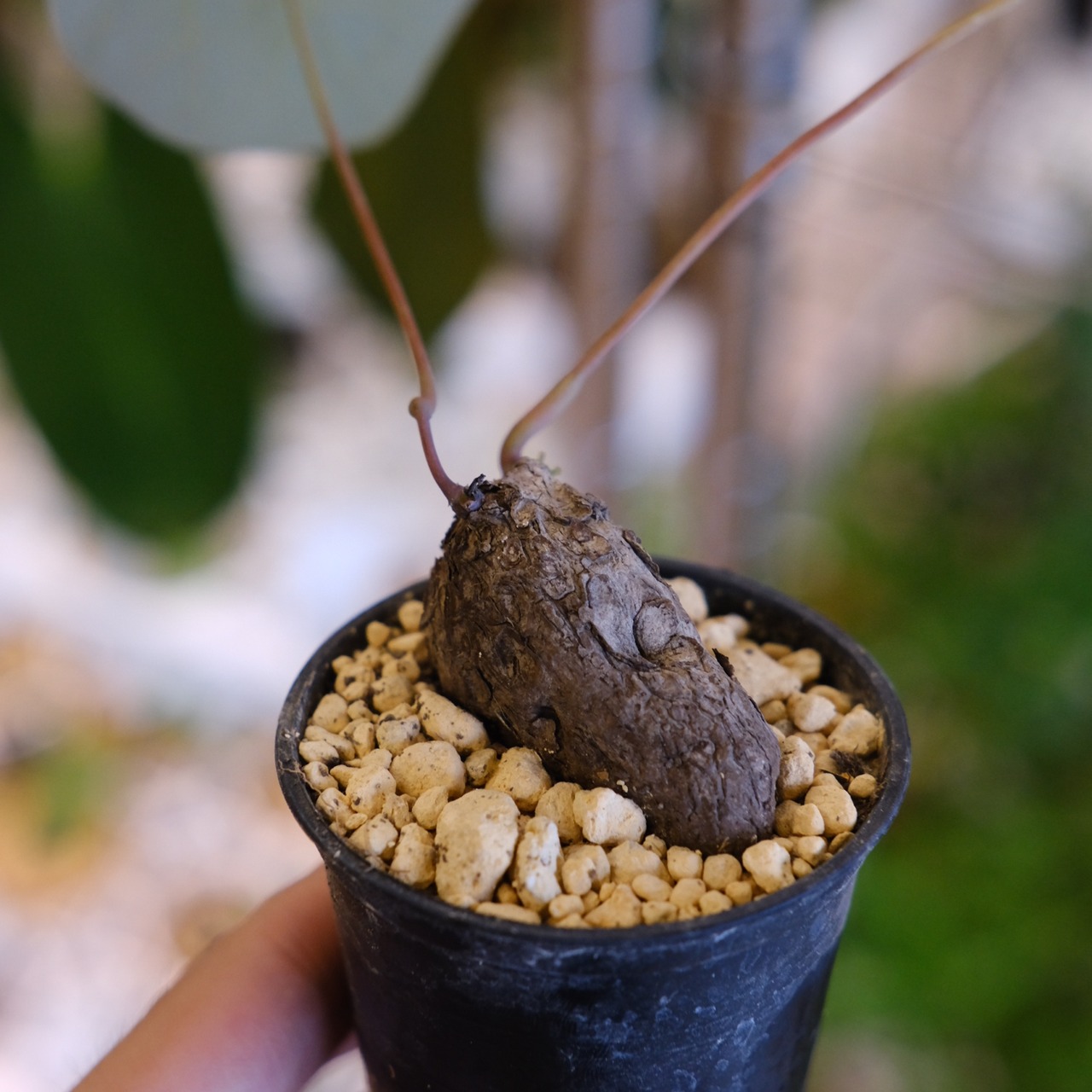Stephania kaweesakii / ステファニア・カウィーサキ⑪ / 観葉植物<育て方・花言葉>
