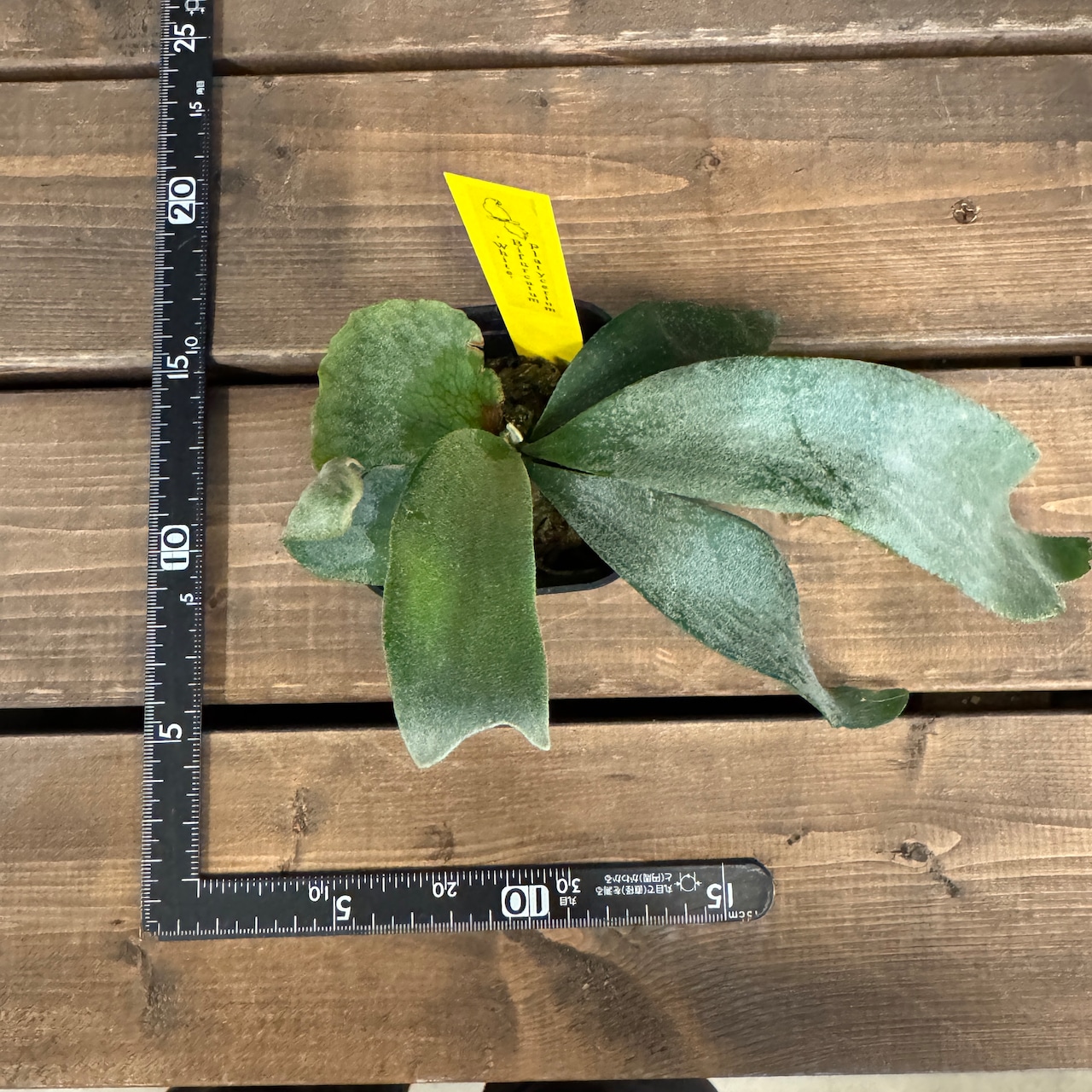 ビカクシダ Bifurcatum white【307】