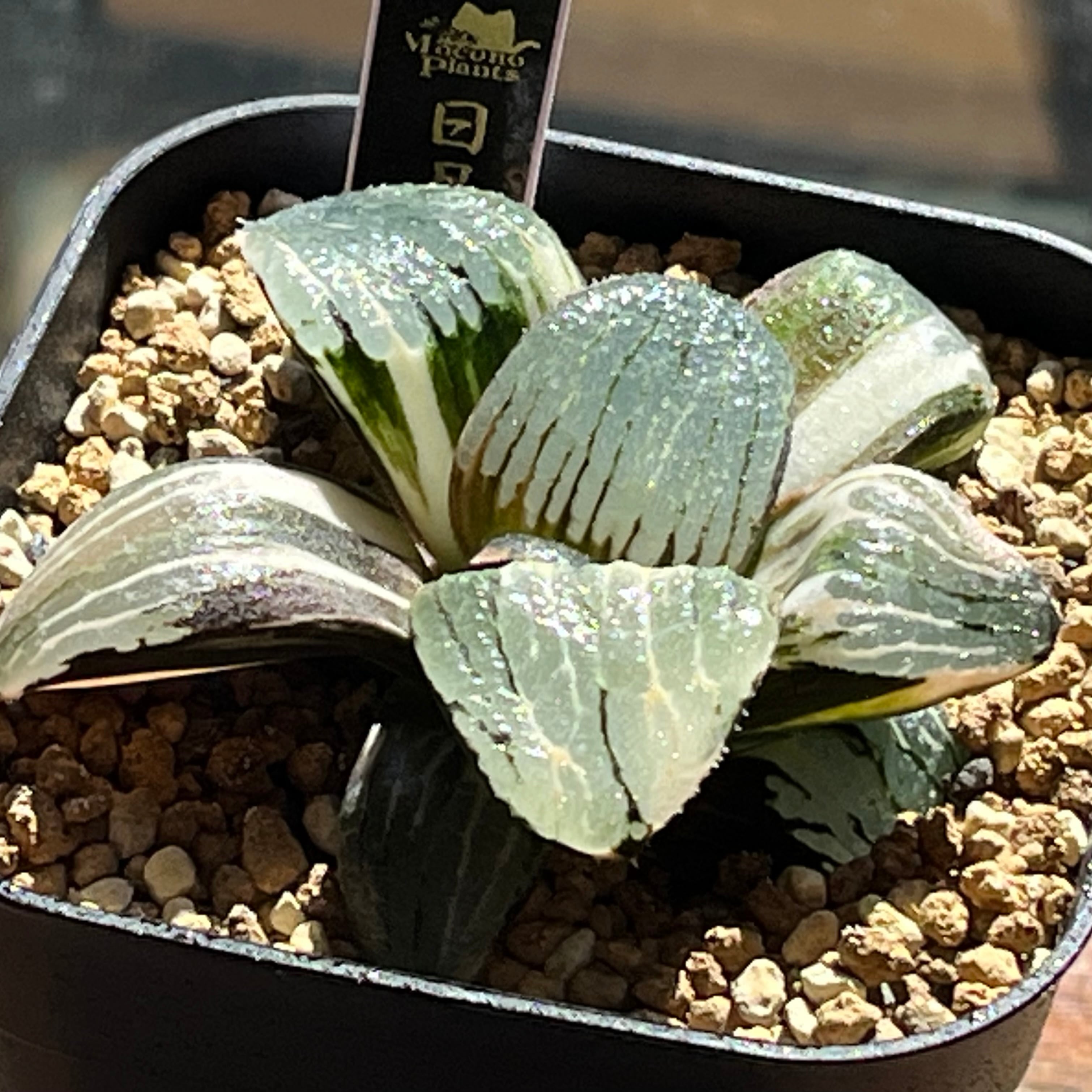 ハオルチア 日月潭錦 | mocono_plants