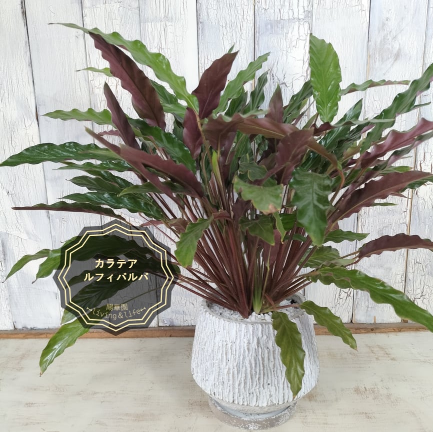 カラテア ルフィバルバ　観葉植物 9c408aff446a4ba199788e9b1f77df
