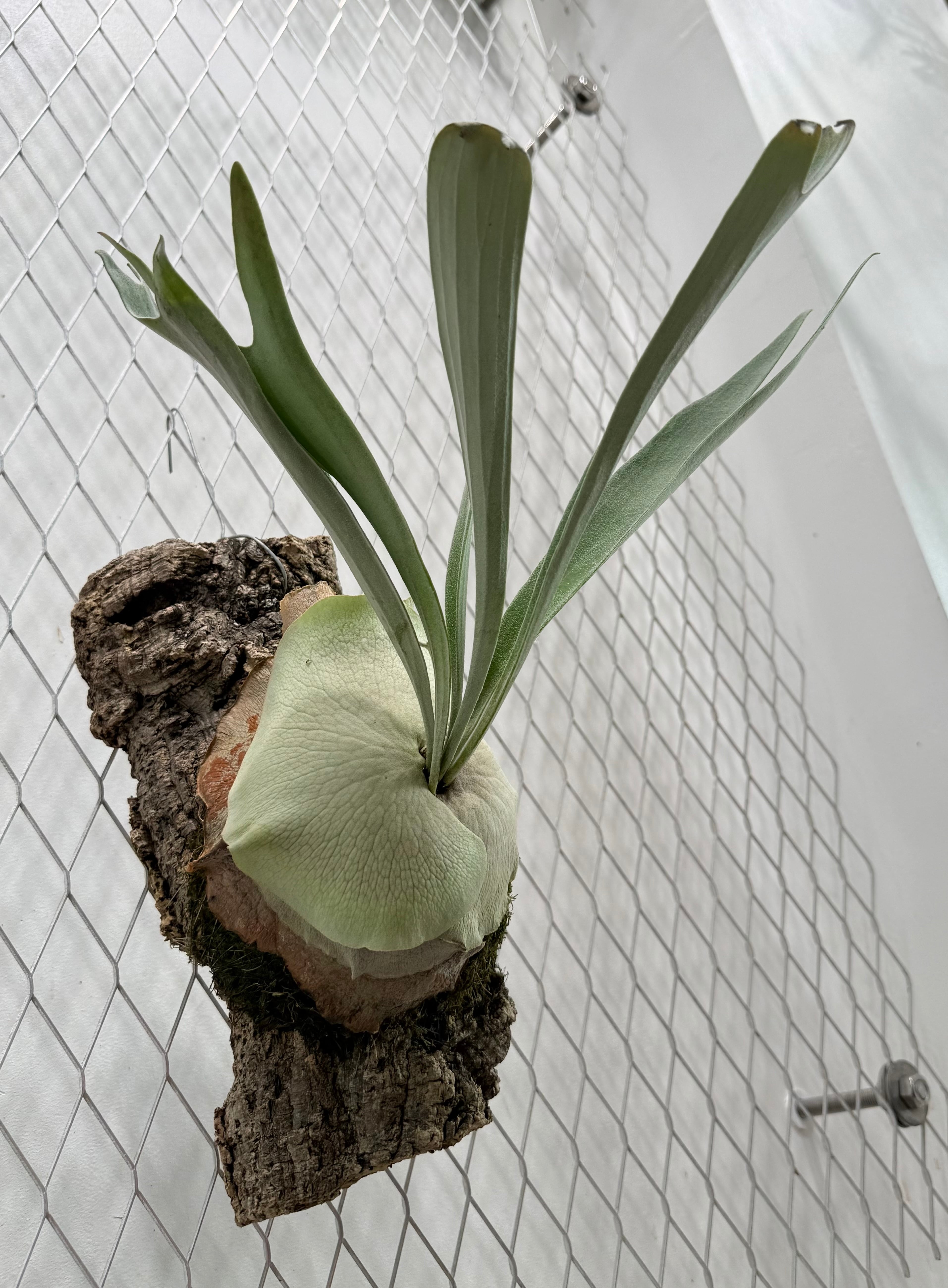 養生1年‼️【トキントキンの一級品‼️】veitchii wild 板付け子株 観葉植物 西*樹様 【トキントキンの一級品‼️】veitchii wild 板付け子株