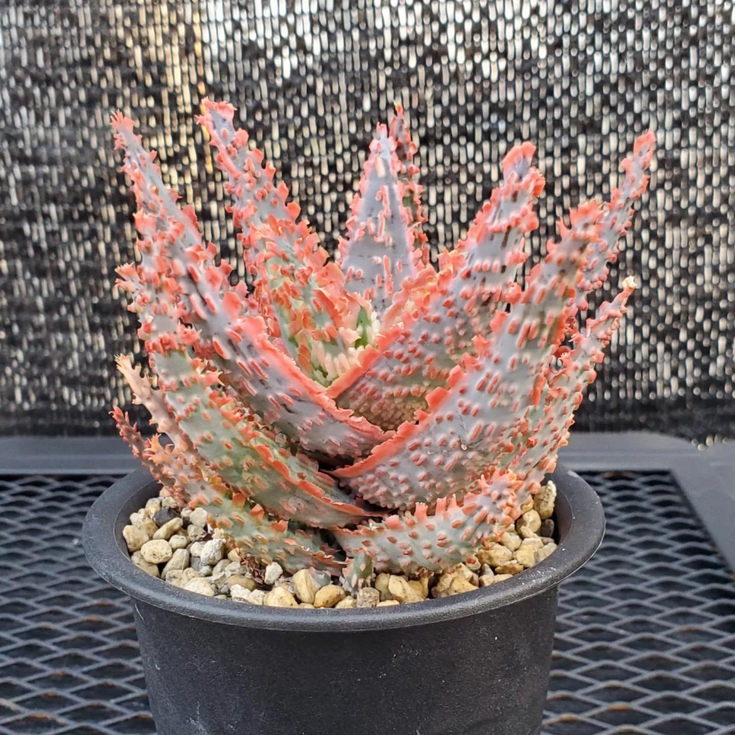 アロエハイブリッド　子株 F00385_Aloe Hybrid：アロエ・ハイブリッド（子株） | レアプランツ