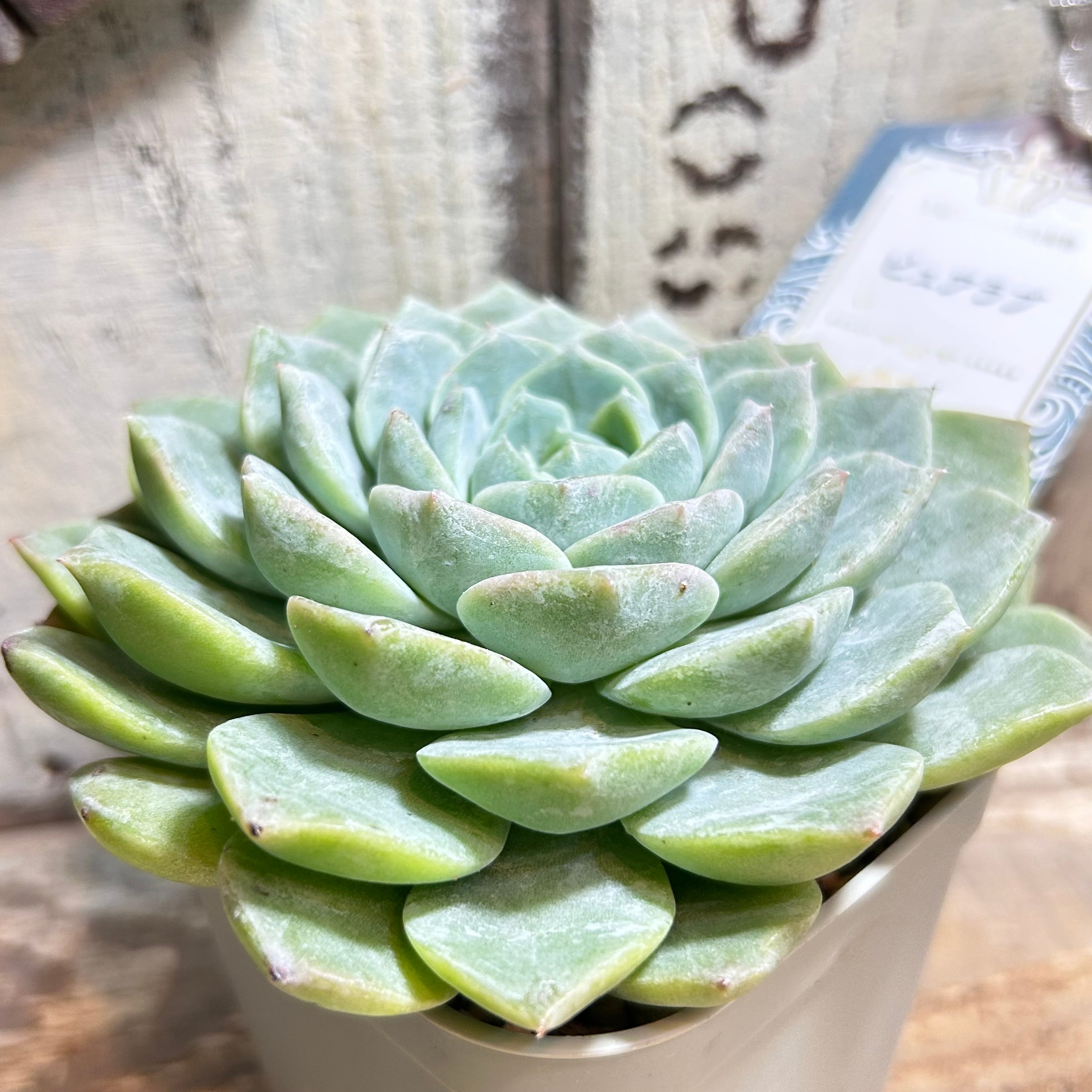 ピュアラブ | RuPo 多肉植物専門店
