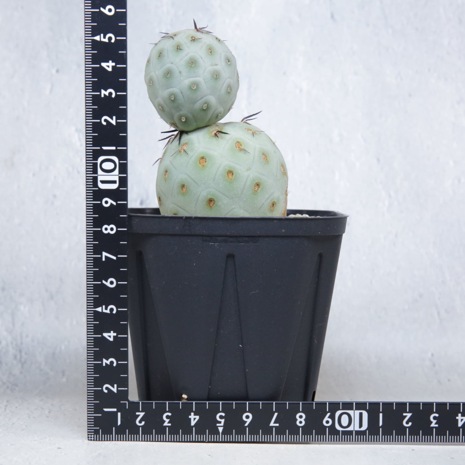 大球 5cm 2球 ダブル テフロカクタス ゲオメトリクス | LIGHTHOUSE