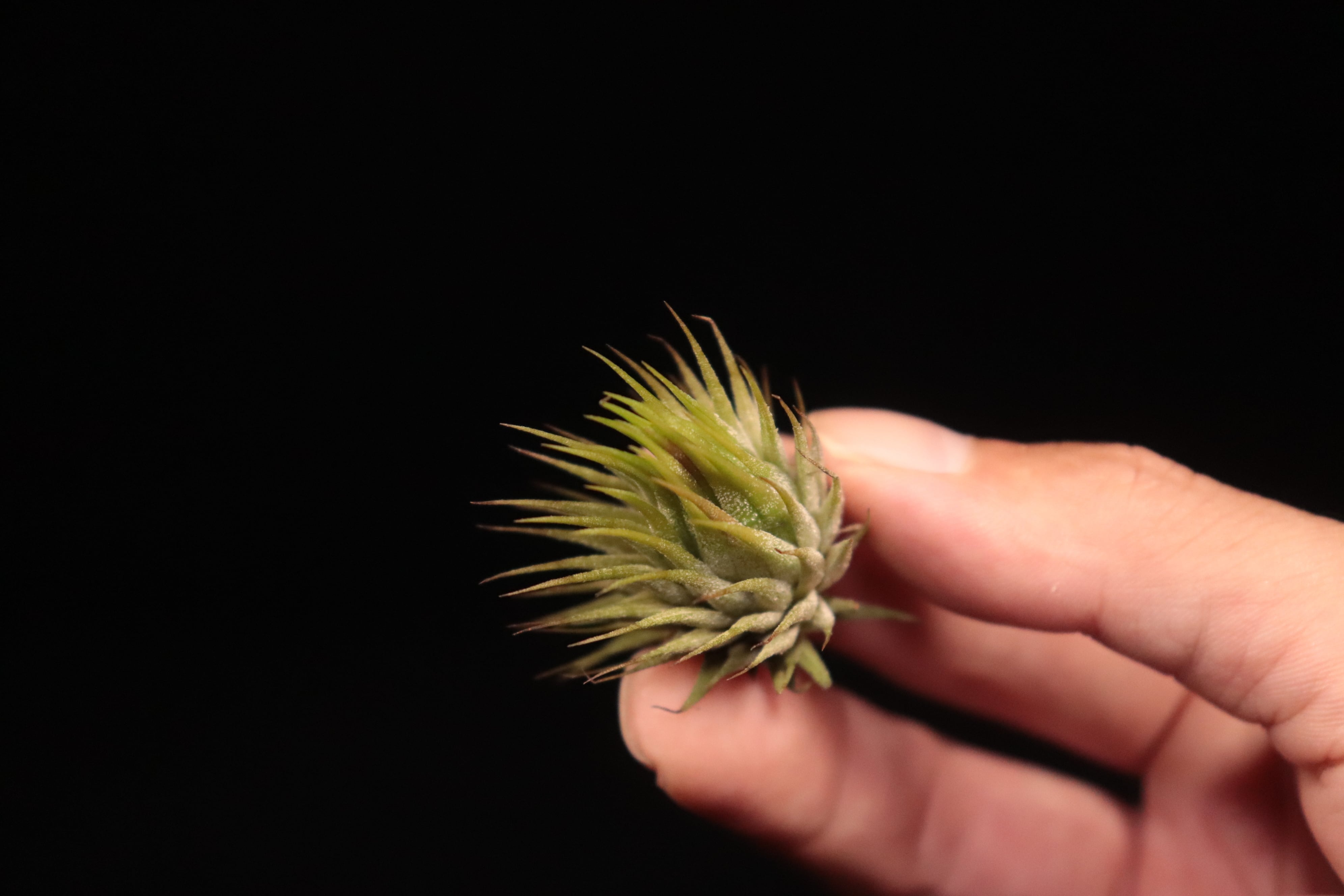 送料無料】ionantha 'Apretado' × ionantha 'Peanuts'〔エアプランツ