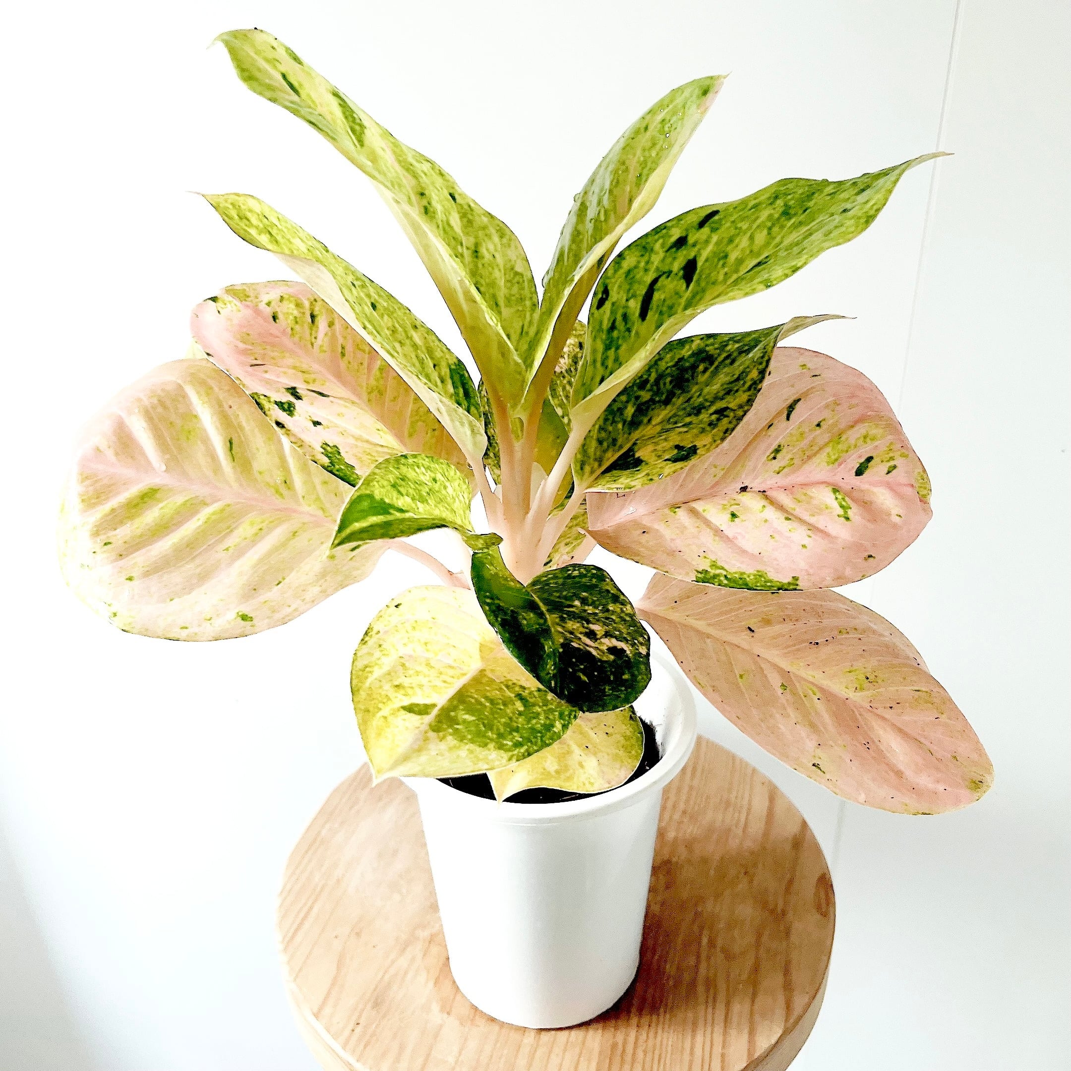 エピフィラム グアテマレンシス 観葉植物 吊り下げ calm cafe エピフィラム グアテマレンシス 観葉植物 吊り下げ calm cafe | calm