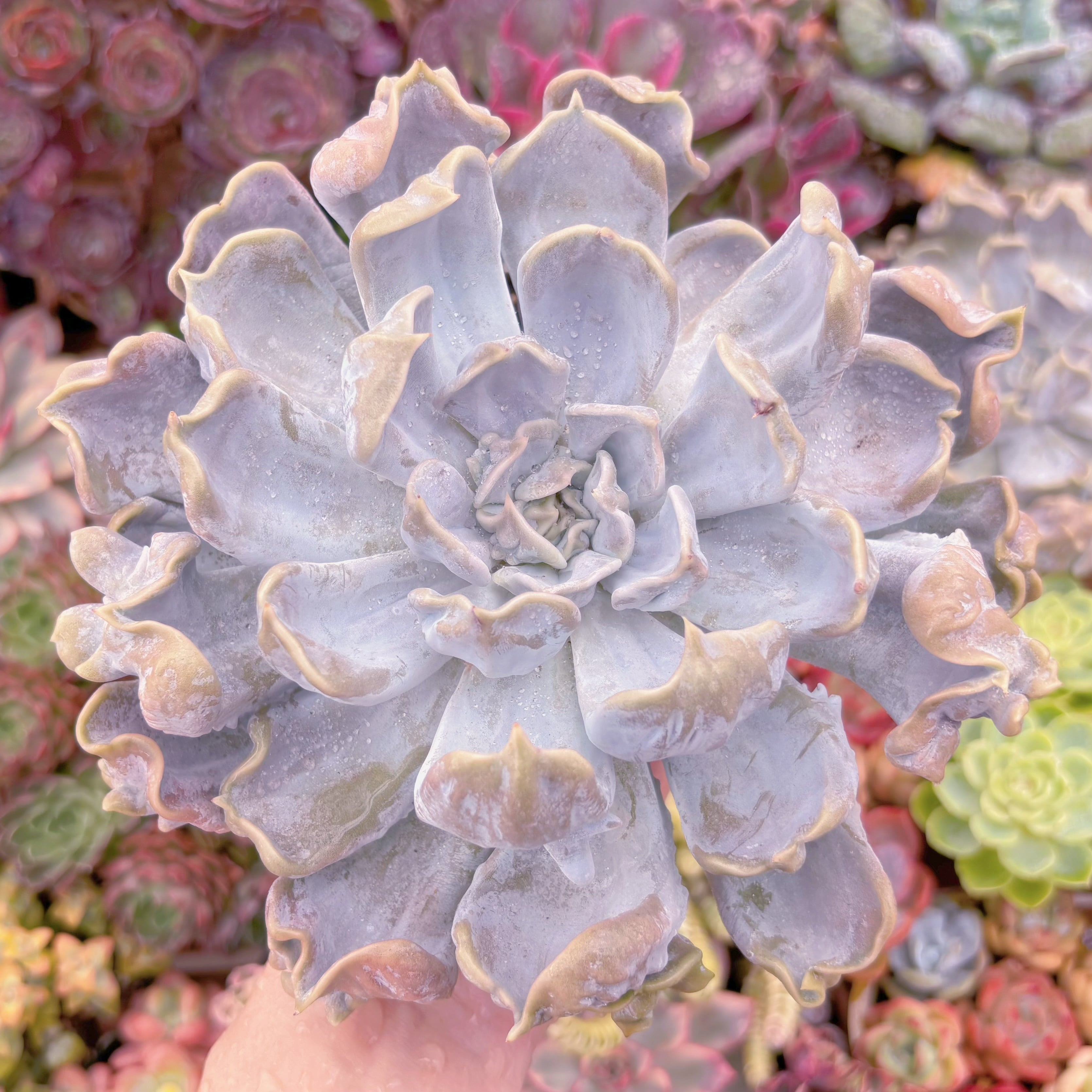 現品　スリラーパール#1153　大苗　るる農園