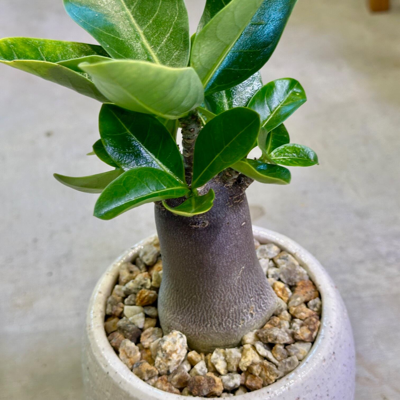 アデニウム‼️ アデニウム・ブラックゴジラ | barrelplants_BONSAI