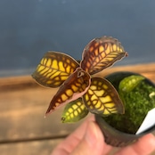 Cystorchis stenoglossa【767】