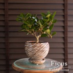 幹太 フィカス ルビギノーサ 盆栽仕立て フランスゴムの木 Rubiginosa 5号 陶器鉢 観葉植物 ゴムの木 0301BR
