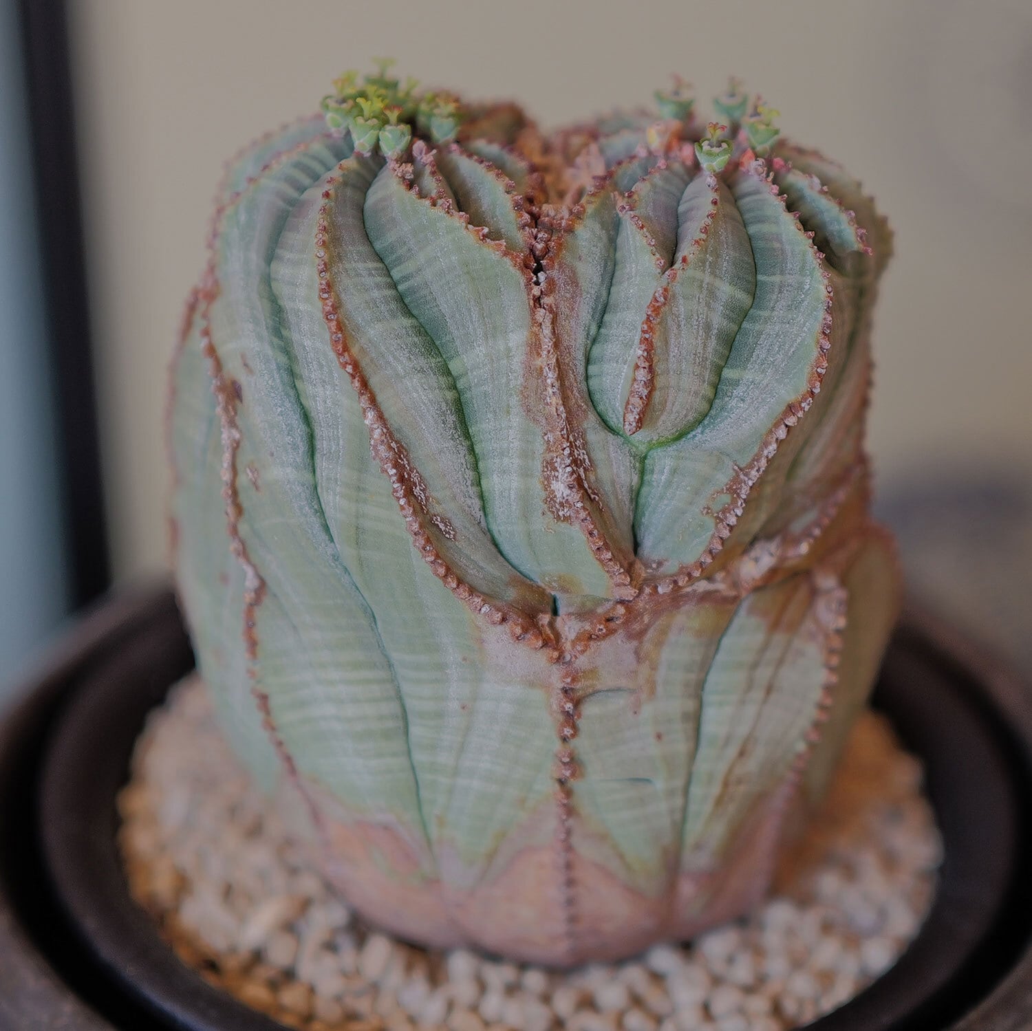 モンスト オベサ (綴化) | LIGHTHOUSE.PLANTS - 海外実生株のオベサ