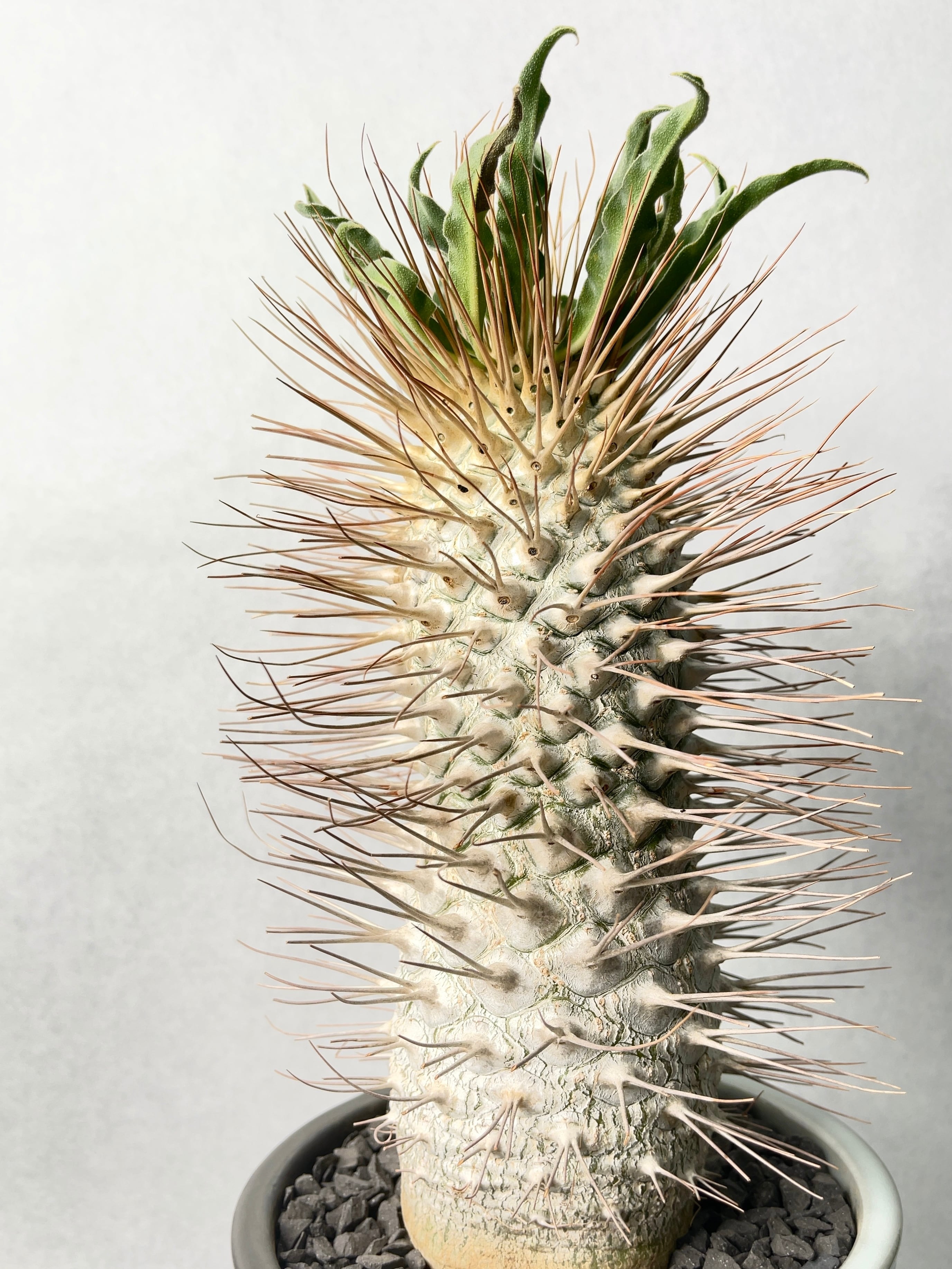 ナマクアナム 塊根植物 発根済 【公式通販】