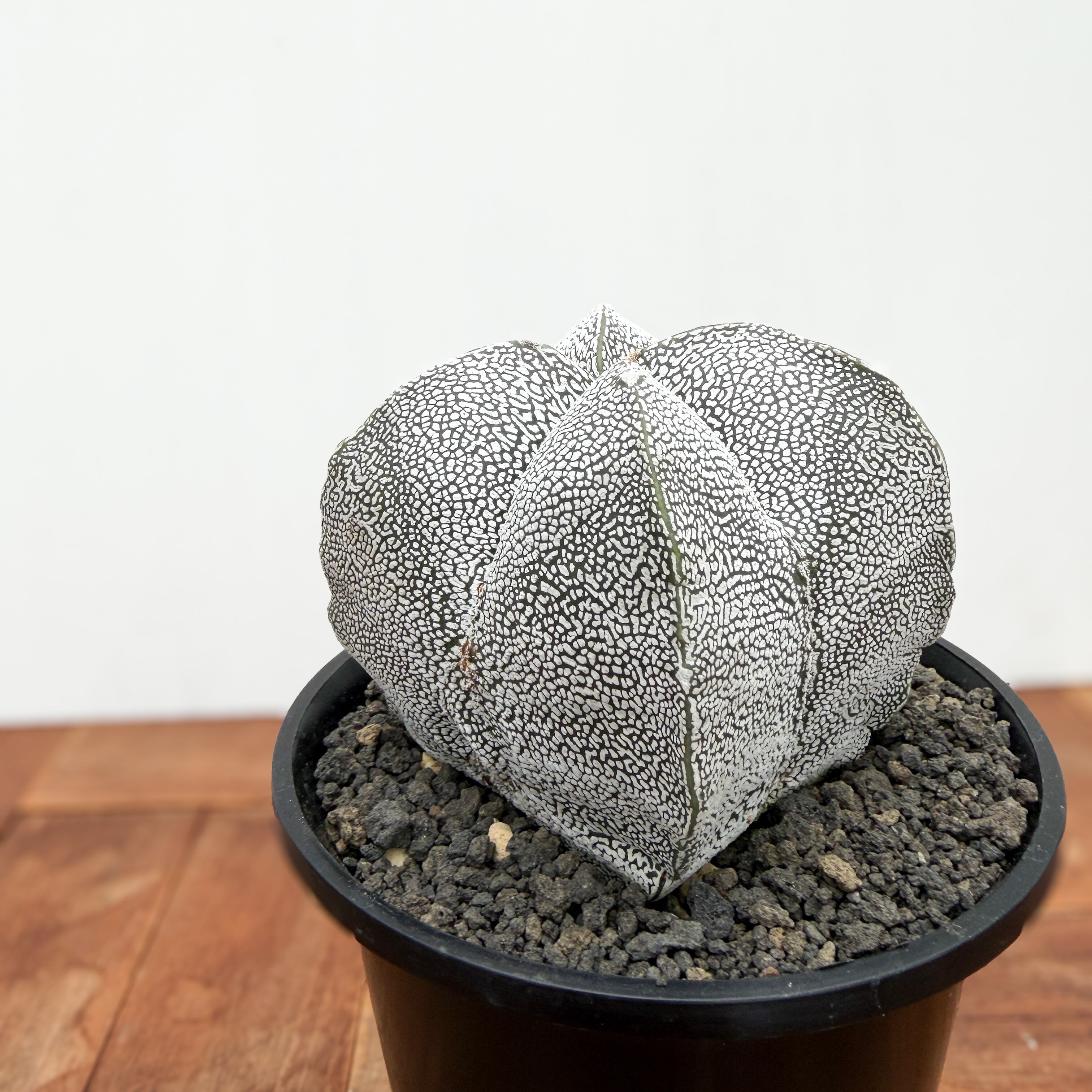 Astrophytum 【アストロフィツム・恩塚四角ランポー玉】 | RIMO'S