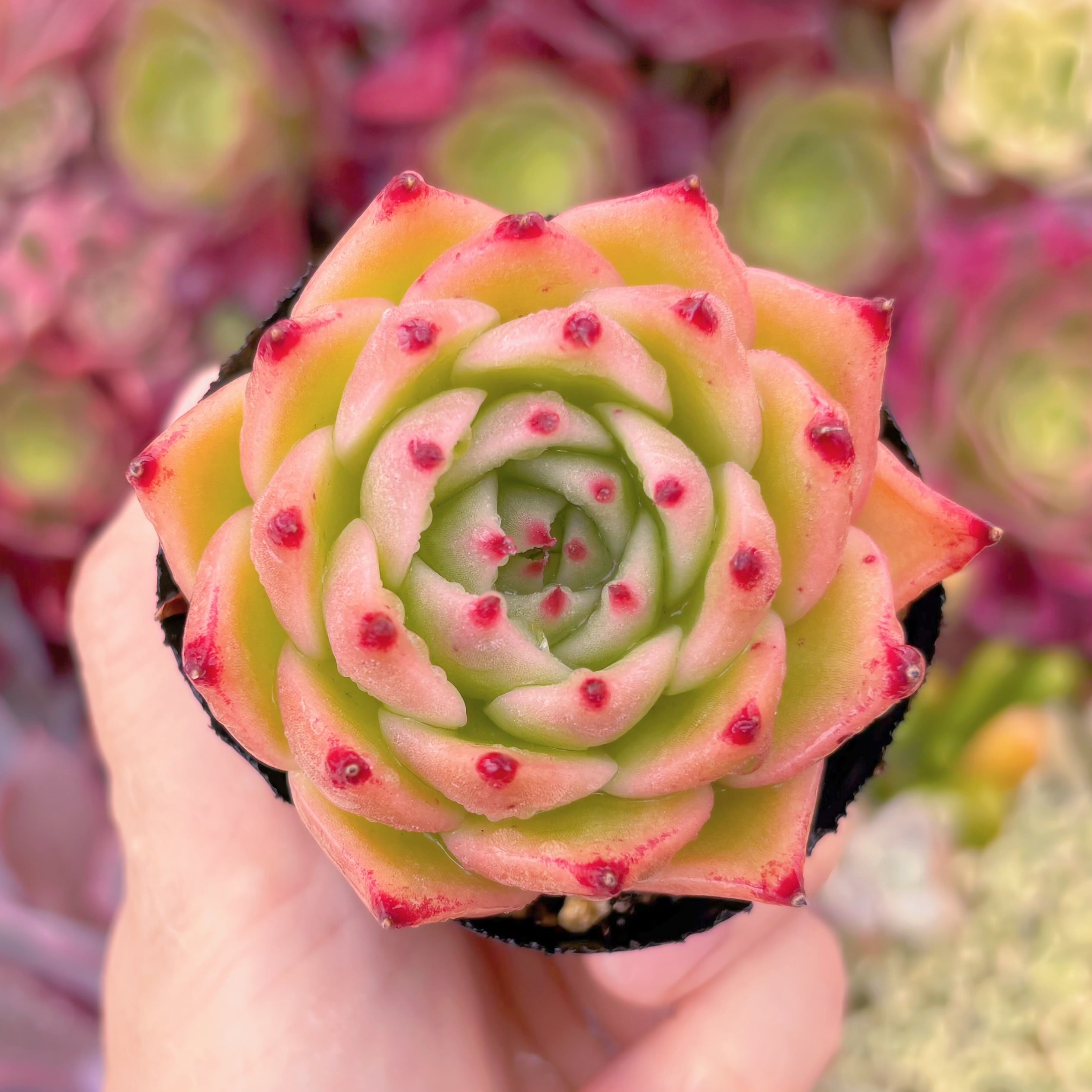 現品　トスカネリ#720　るる農園