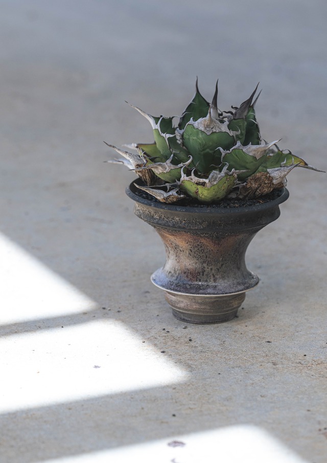 【子株】Agave oteroi from Oaxaca コレクション株