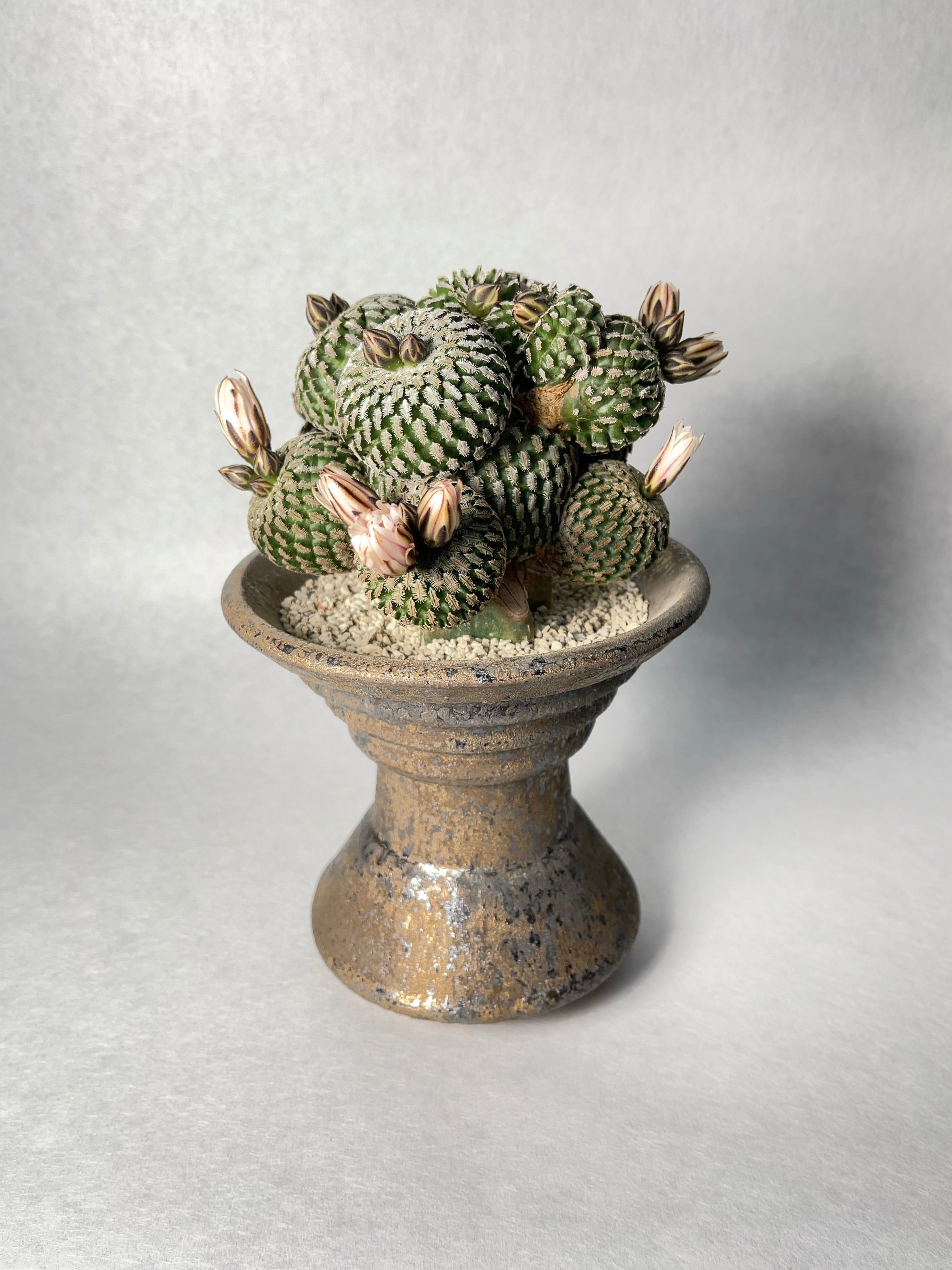 ツルビニカルプス・精巧殿 | trigger