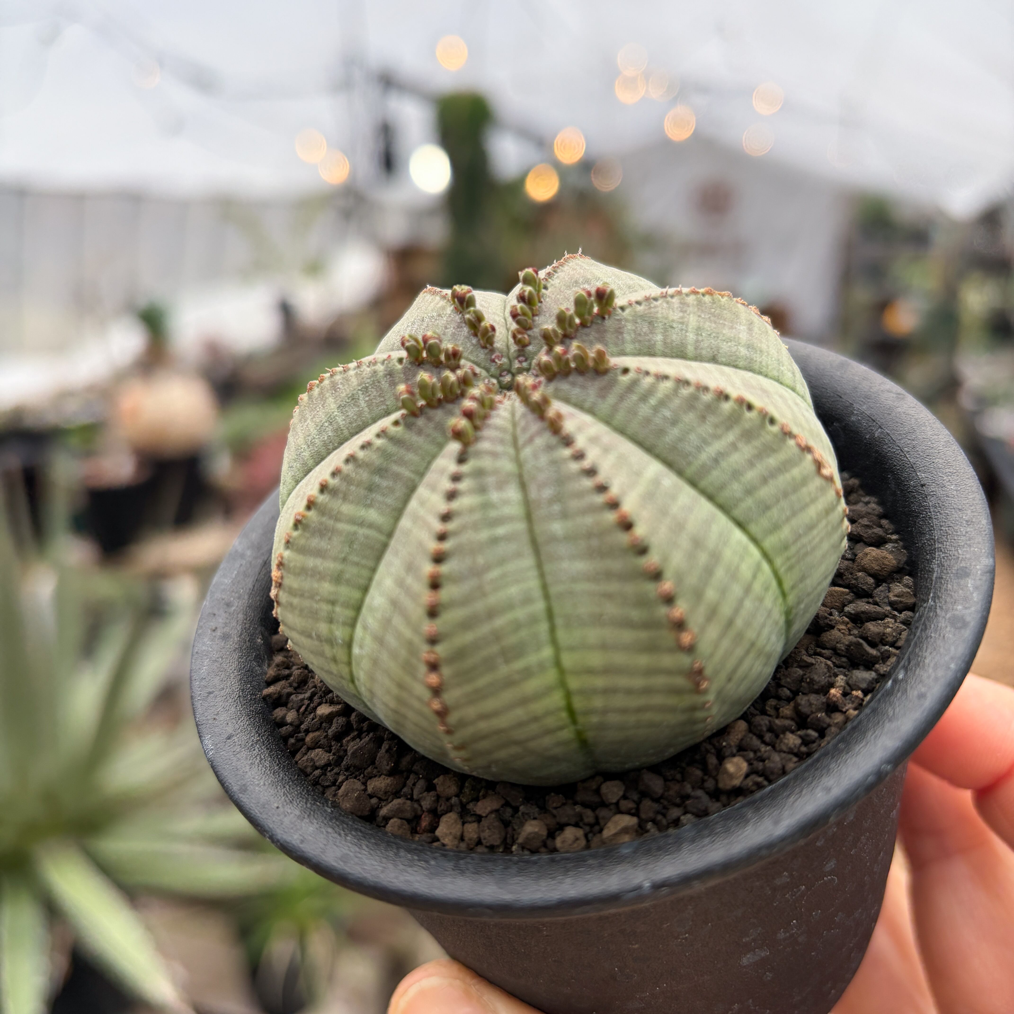巨大 群生 希少 ユーフォルビア オベサ Euphorbia obesa 選抜株 巨大 群生 希少 ユーフォルビア オベサ Euphorbia obesa 選抜株
