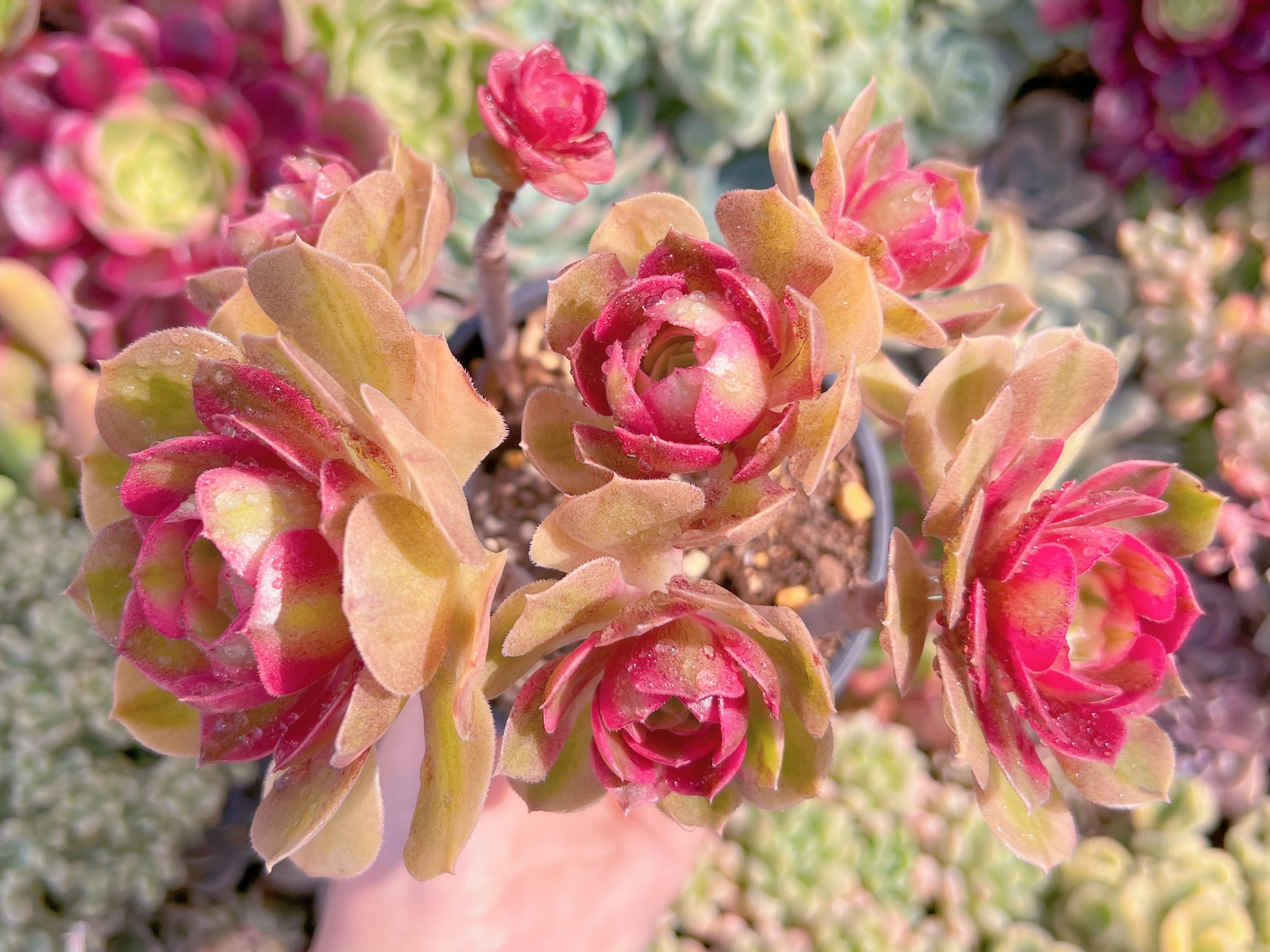 現品　ハロウィン白錦#A86　群生　るる農園