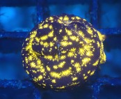 【つきみ堂ブリード】センベイサンゴ FireWorks 2