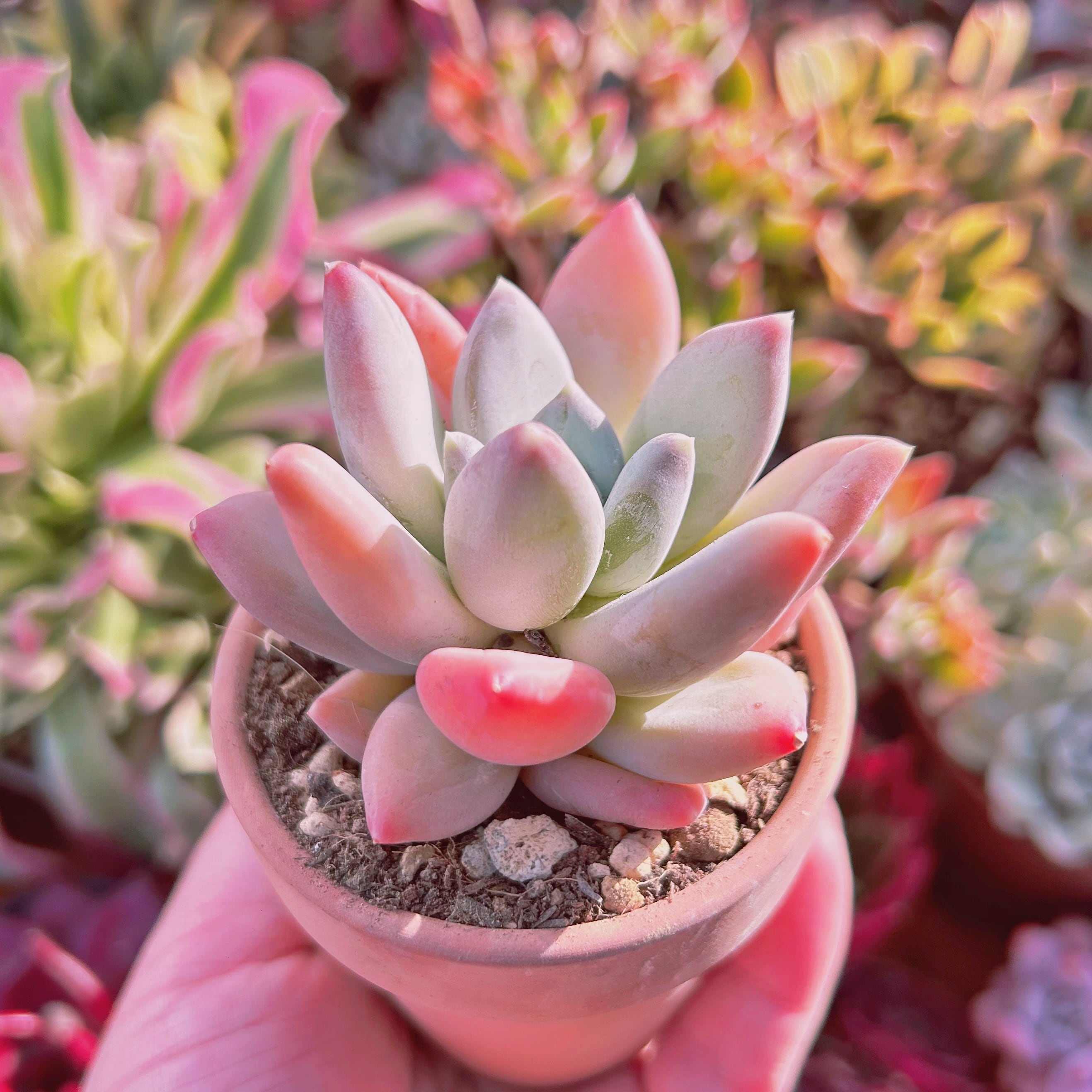 No.527 ❁エリークイーン❁ カット苗 多肉植物 寄せ植え カット苗の人気