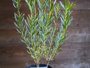 【現物】リューカデンドロン　”Yellow Devil”