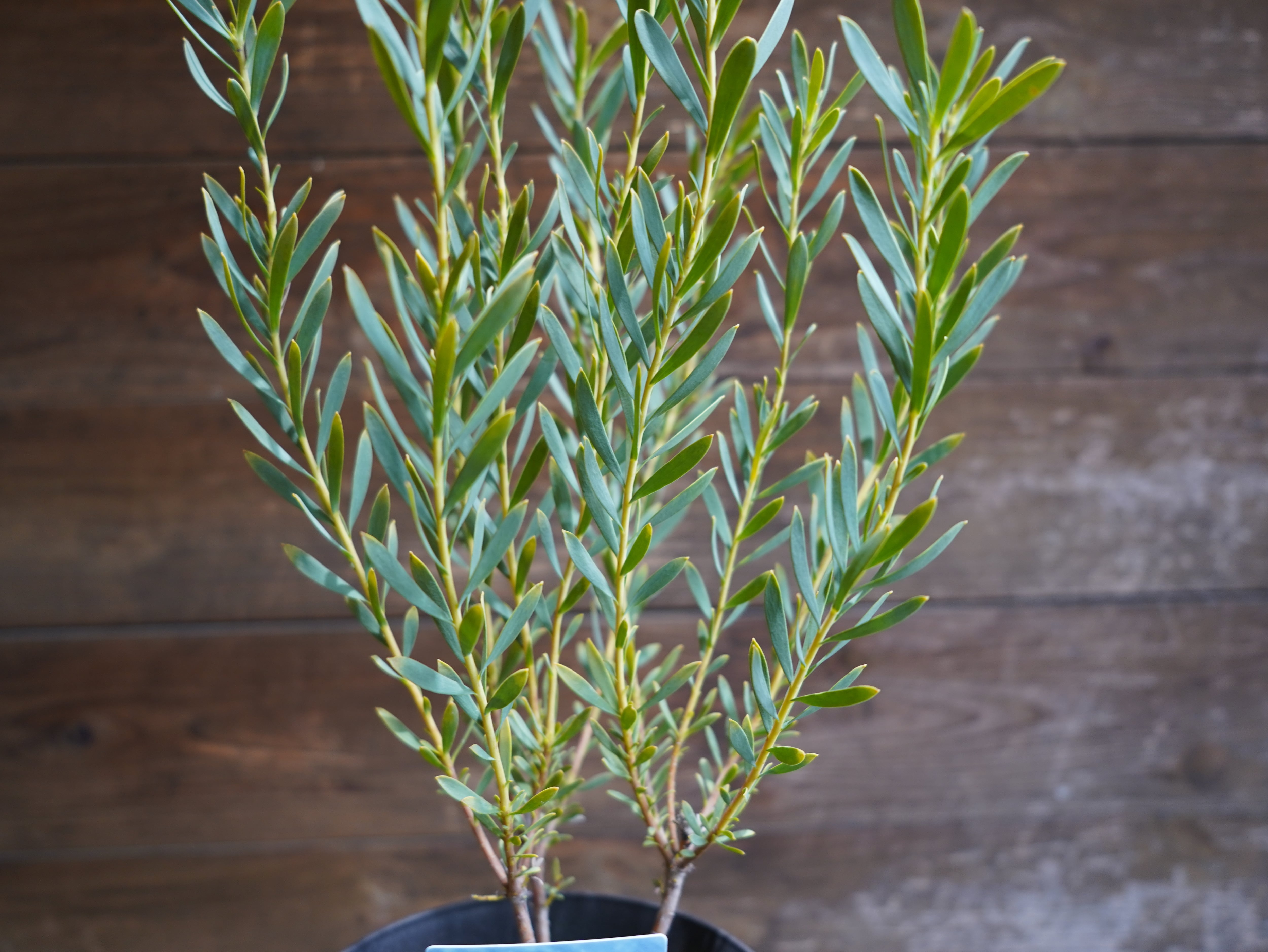 【現物】リューカデンドロン　”Yellow Devil”