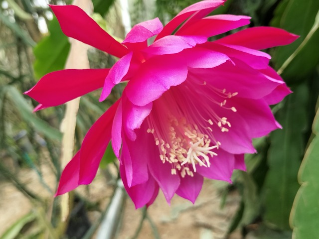 Epiphyllum hybrid 'sunny Hours'　１０．５ｃｍＰＯＴ　３．５号鉢