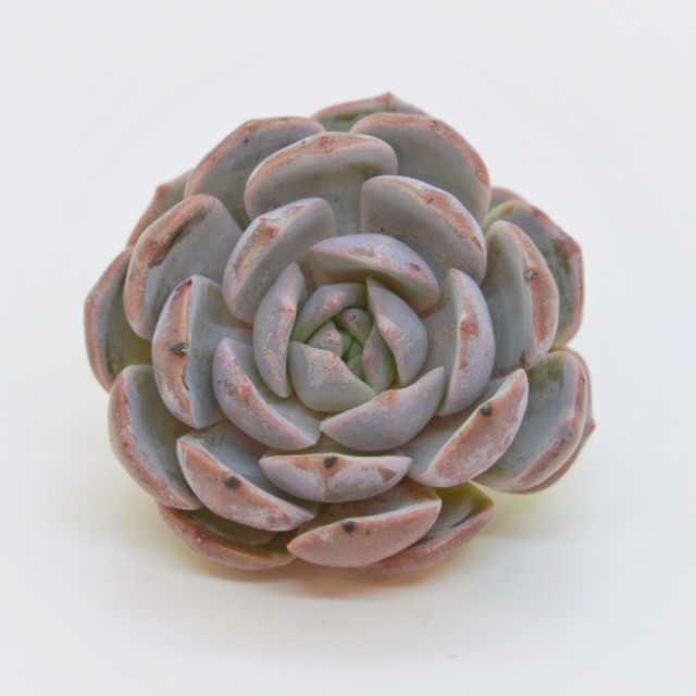 韓国苗 エケベリア　パープルクィーン