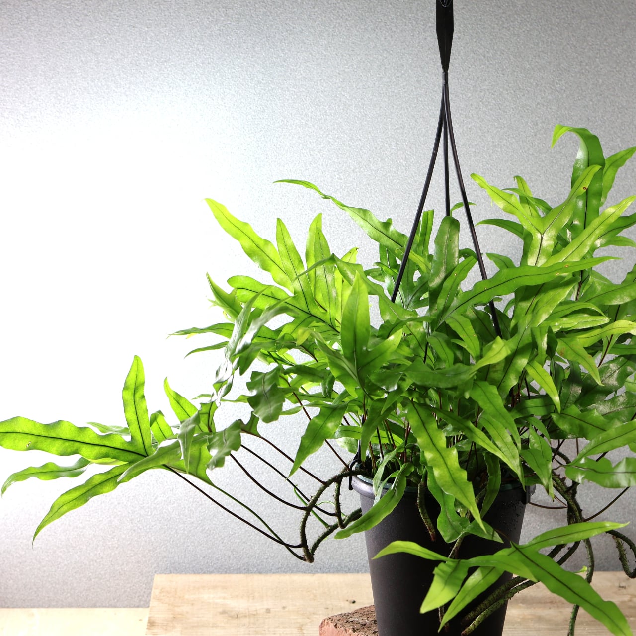 474 根茎が魅せる『カンガルーファーン』吊り鉢 観葉植物【送料無料