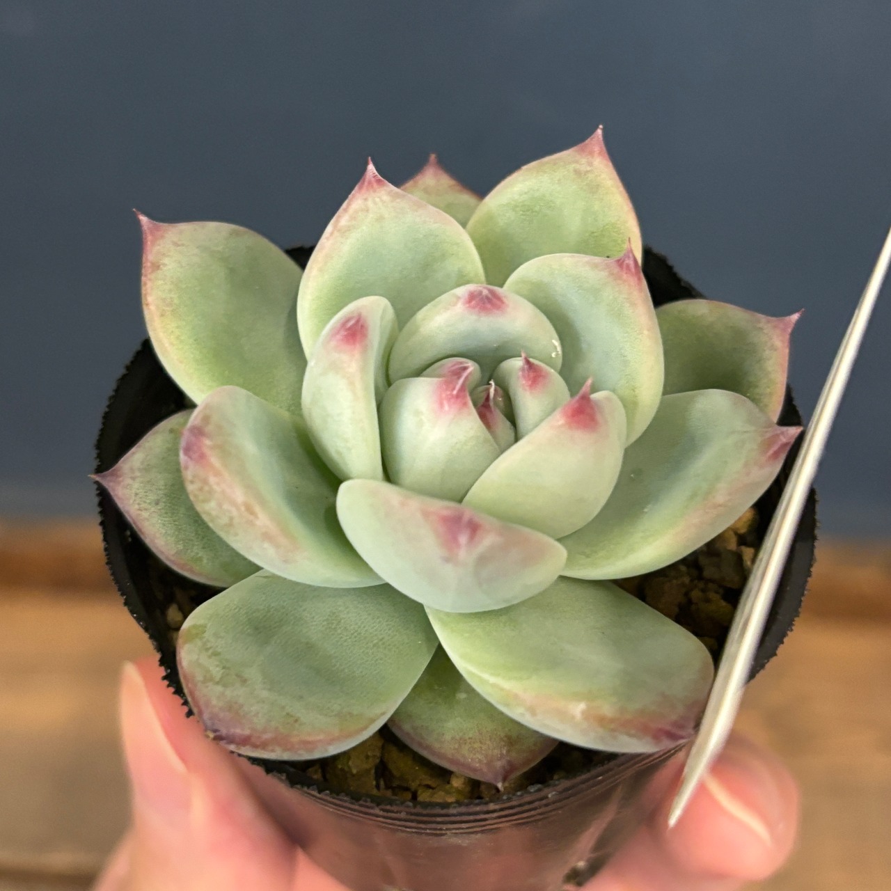 farmPALKさん苗 エケベリア コロラータタパルパ × 桃太郎【708】