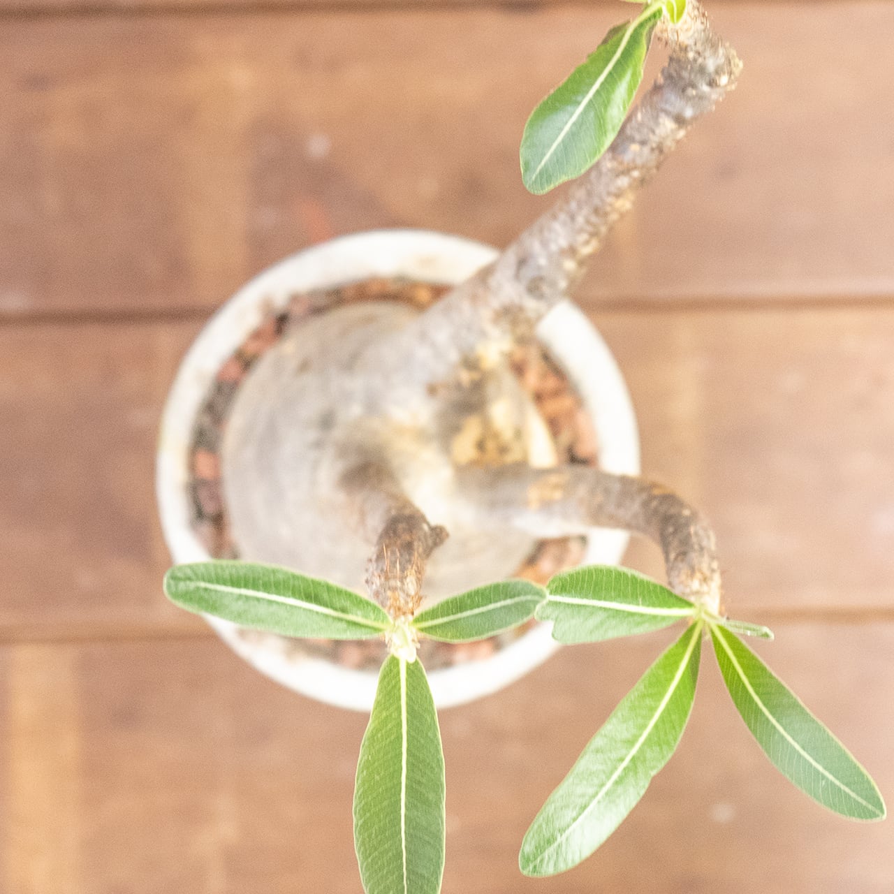 パキポディウム・グラキリス（胴回り約30㎝）｜大株ならではの圧倒的ボリュームと造形美【現地株／発根済／手作りモルタル鉢】