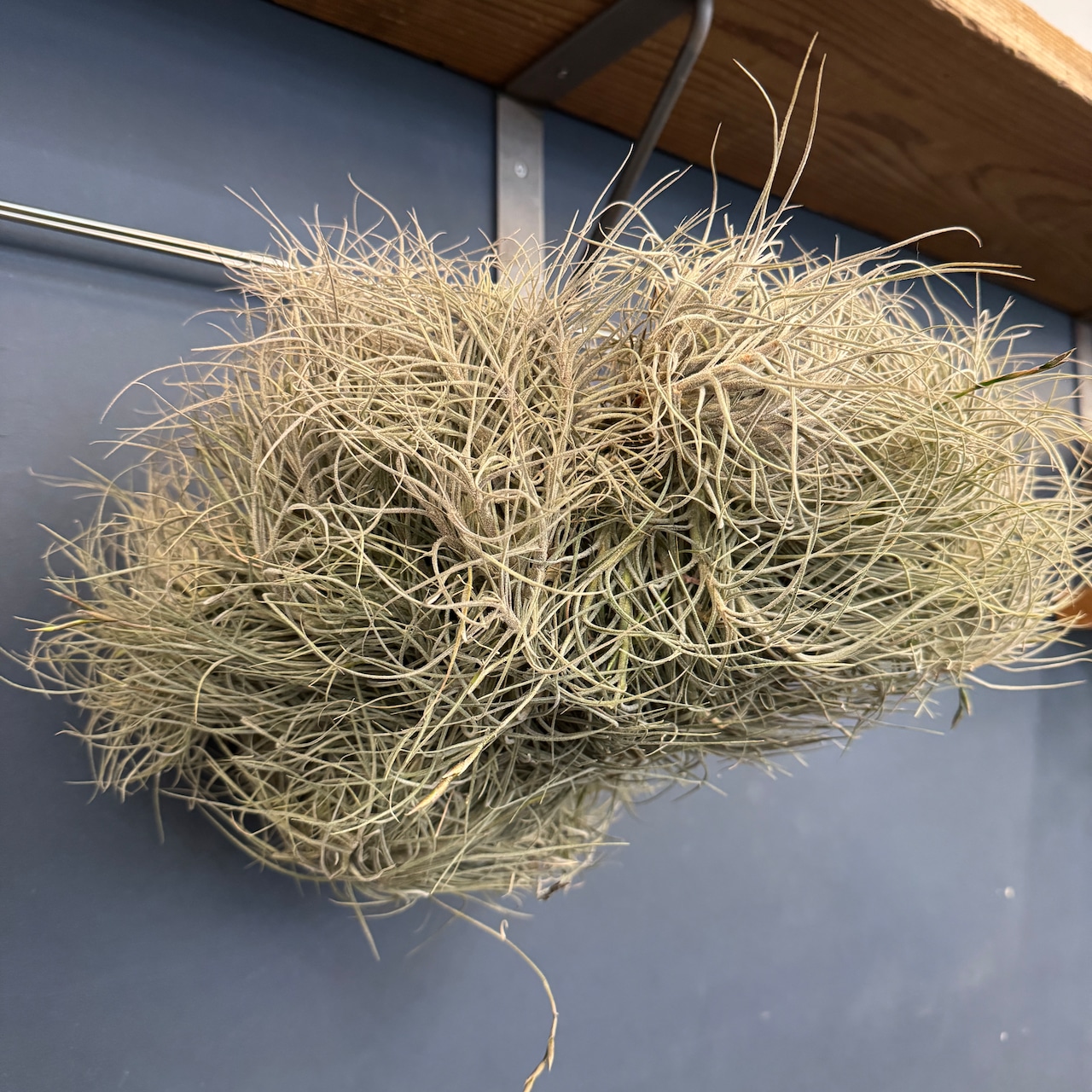 チランジア バンデンシス クランプ【302】