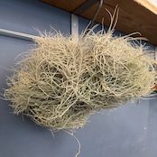 チランジア バンデンシス クランプ【302】