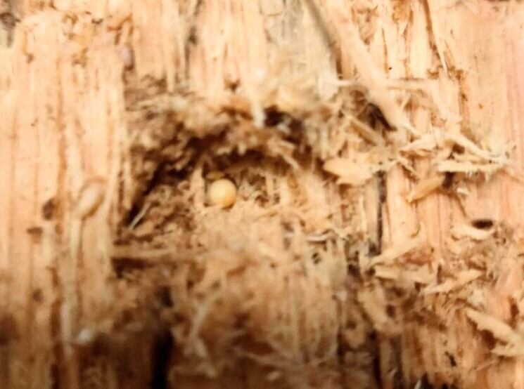 やふおく・BASE等では、大変良く売れています。バクテリア材 難産種にどうぞ。壱 爆産』バクテリア材 ウエストウッディ等の難産種にどうぞ