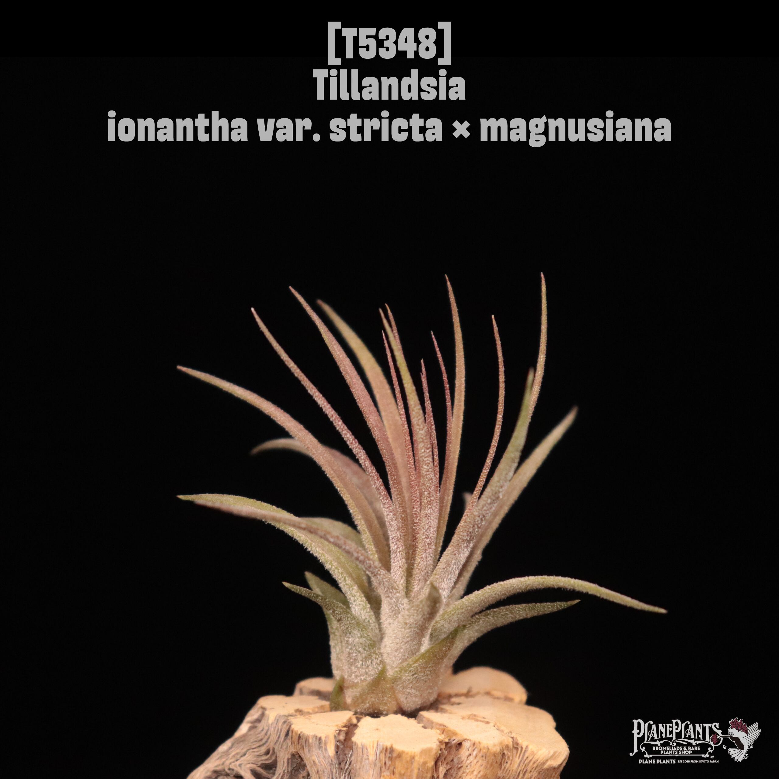 【送料無料】ionantha var. stricta × magnusiana〔エアプランツ〕現品発送T5348
