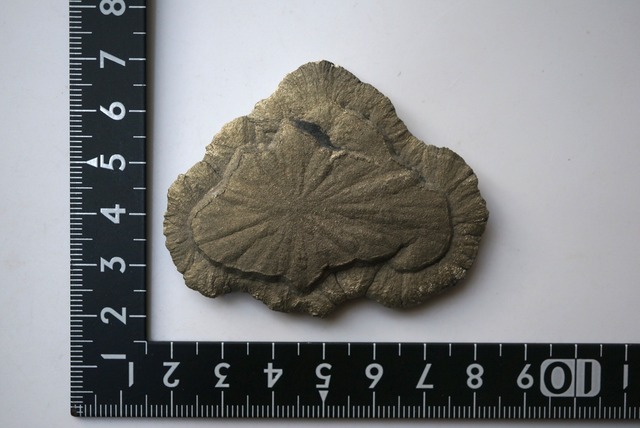 パイライトサン Pyrite Sun 1675