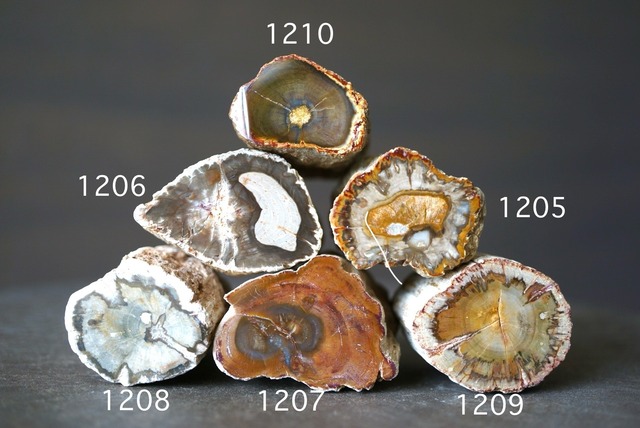 珪化木 ペトリファイドウッド Petrified Wood 1205~1210
