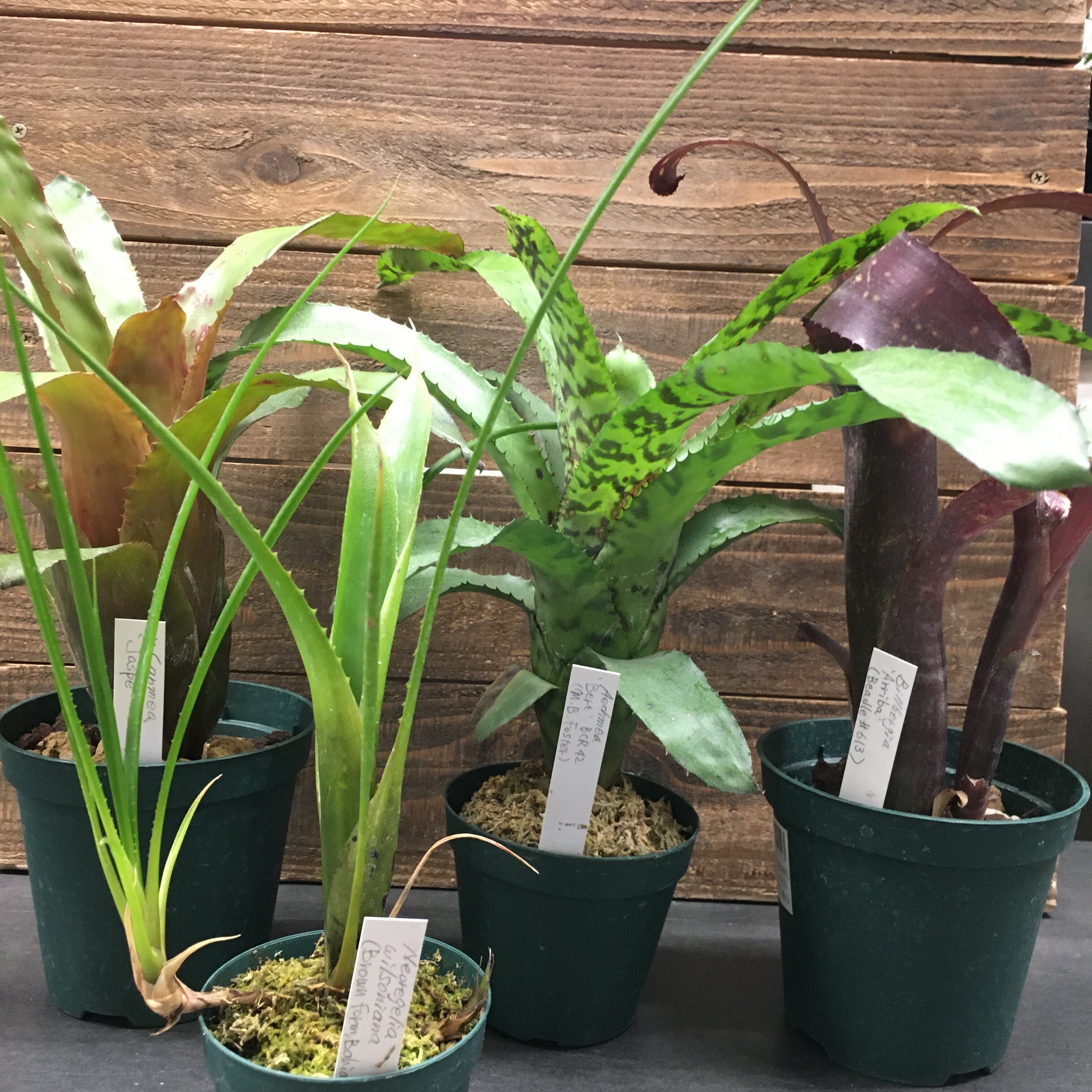 23年 タンクブロメリア スピーシーズナーセリー産 福袋 ２万円 Ec限定 Protoleaf プロトリーフ