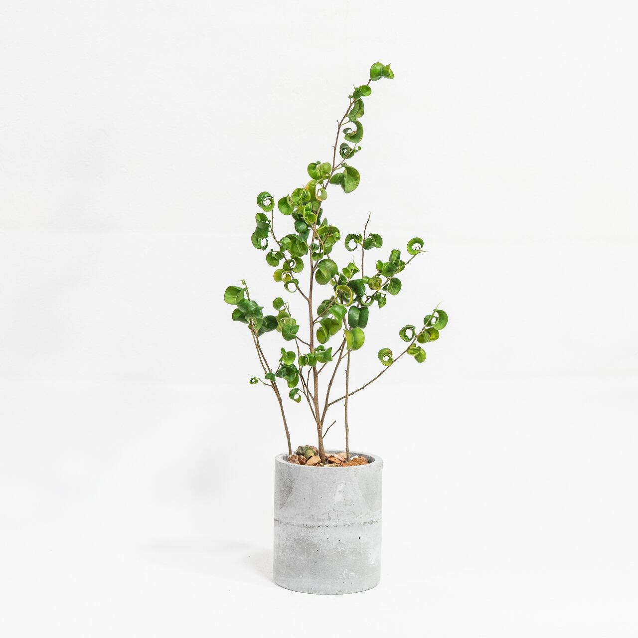 ベンジャミン・バロック おしゃれ部屋に映える渦巻き葉の観葉植物 モルタル鉢