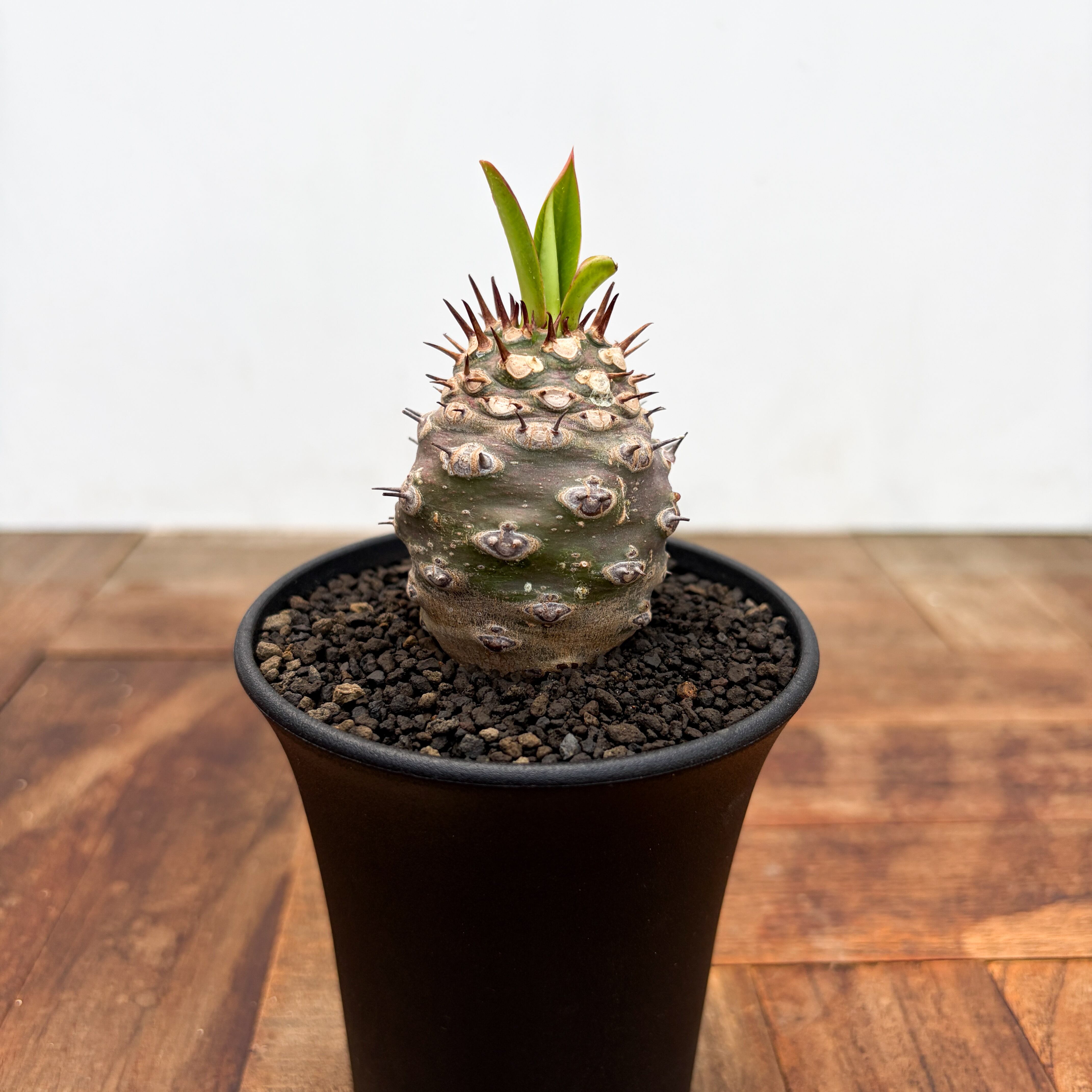 Euphorbia abdelkuri【ユーフォルビア・アブデルクリ】 | RIMO'S GREEN