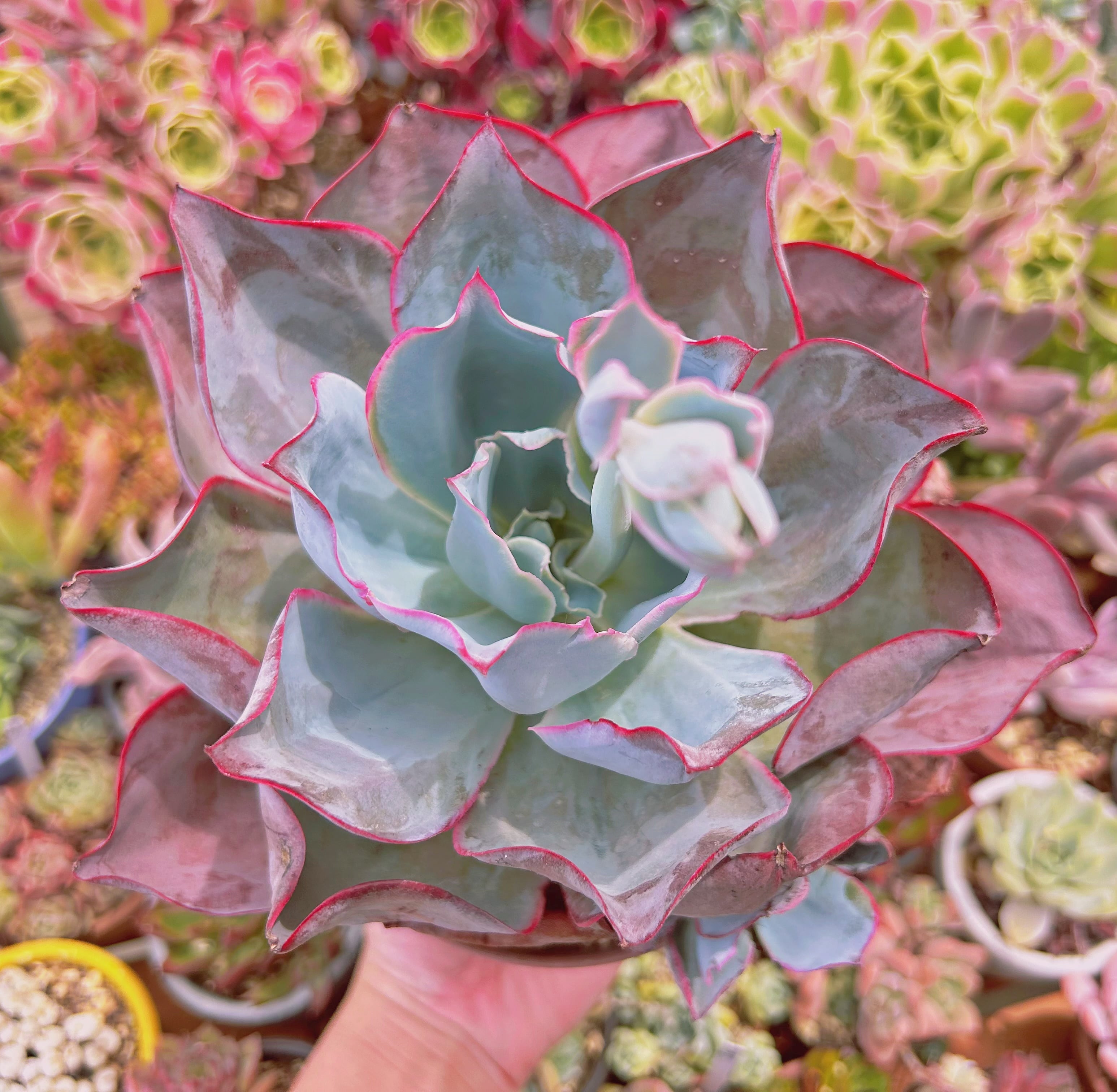 #1117現物　多肉植物　サブリギダxブルーライト　直径約14cm  特特大