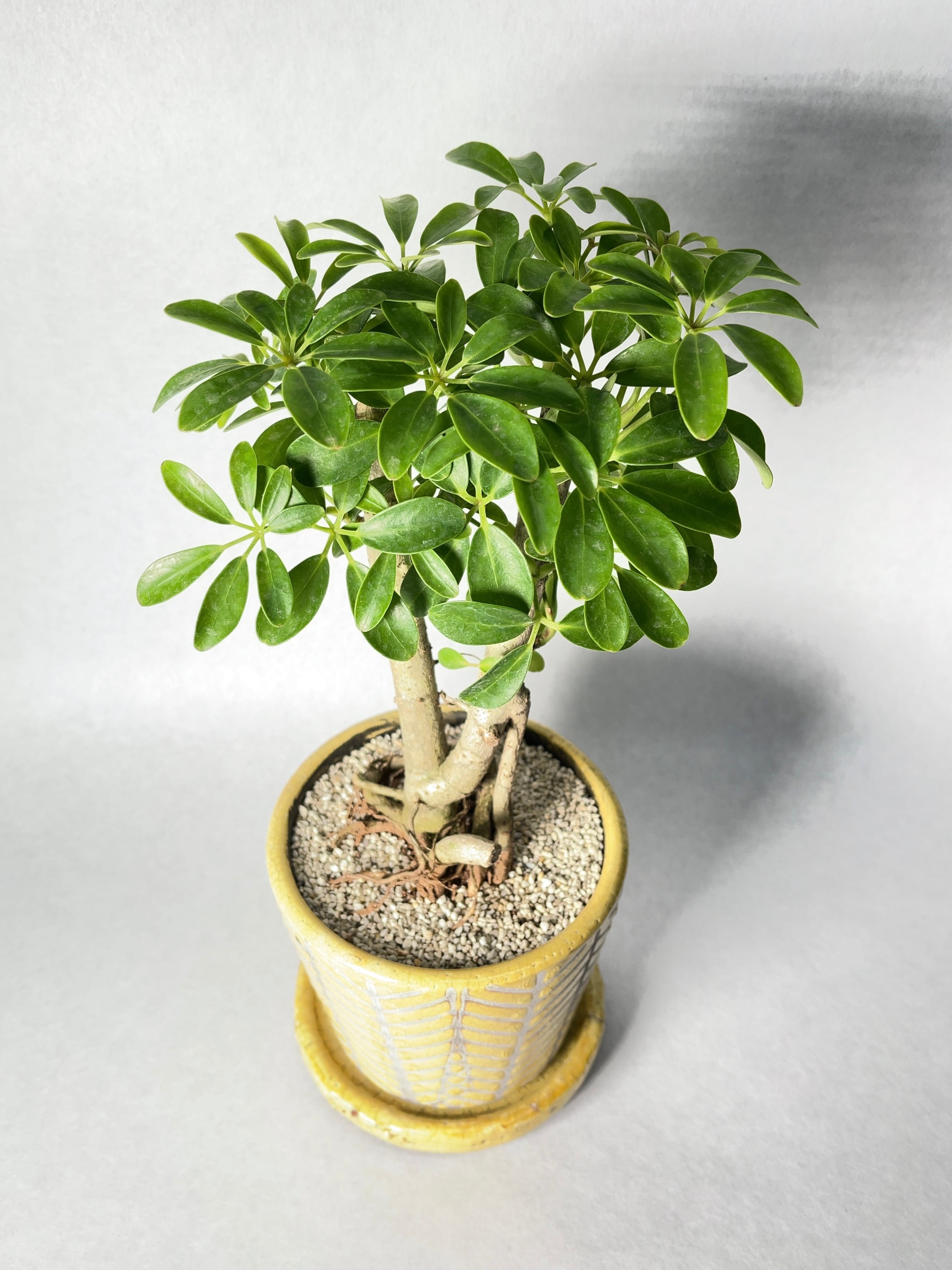 シェフレラ・コンパクタ・クイーン | trigger