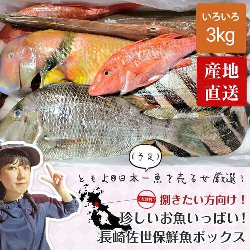【捌きたい方向け！送料無料！】珍しいお魚が入ります！長崎佐世保鮮魚ボックス『色箱の詰め合わせ』(3kg )