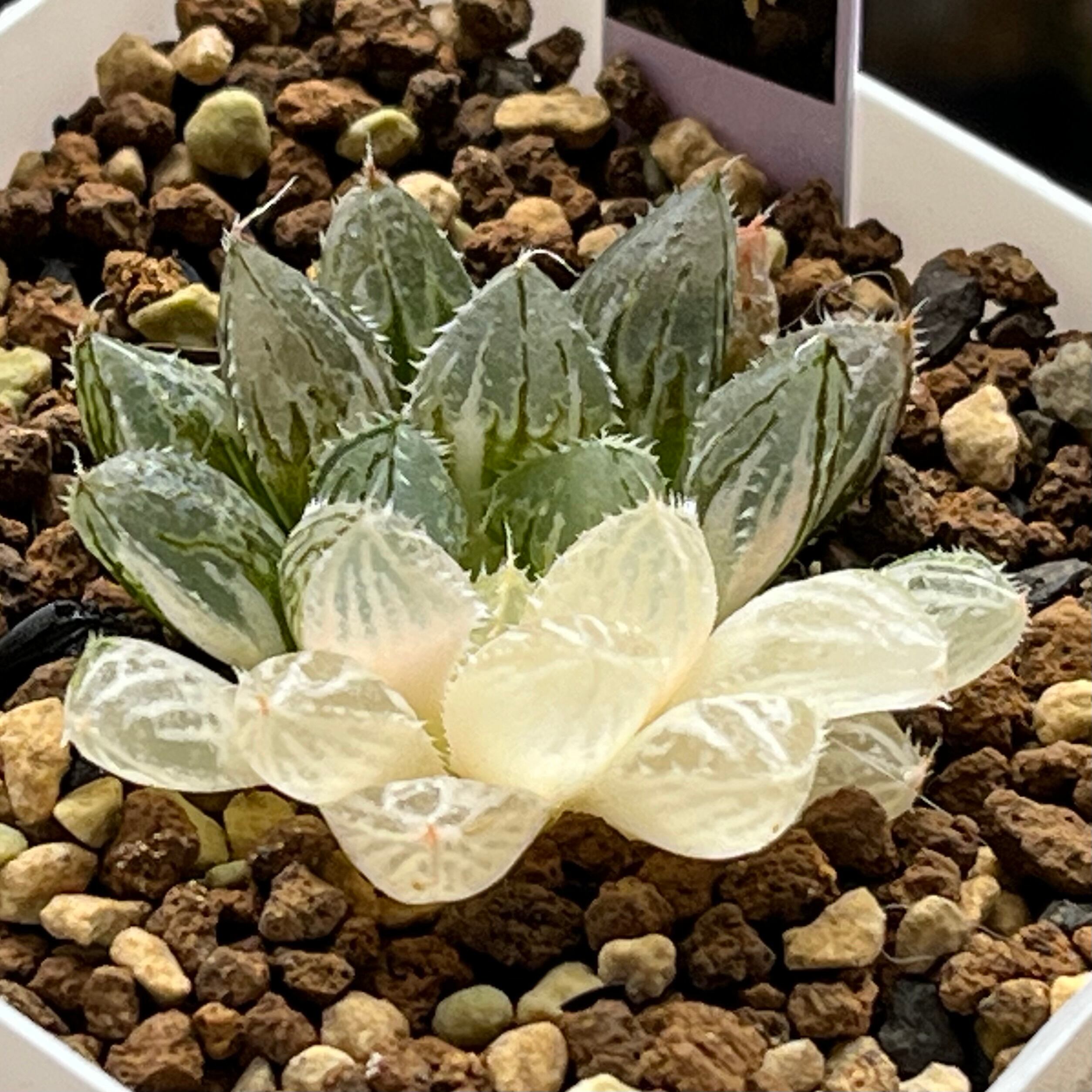 オブツーサ系 | mocono_plants