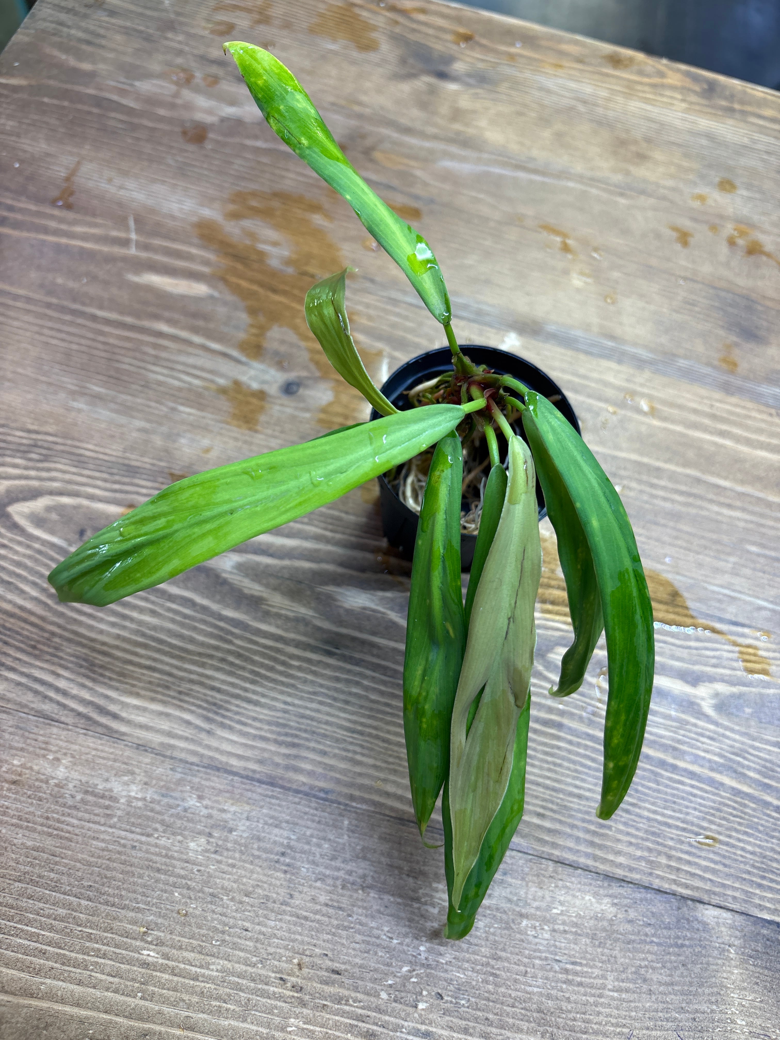 ホマロメナ | Plants Base