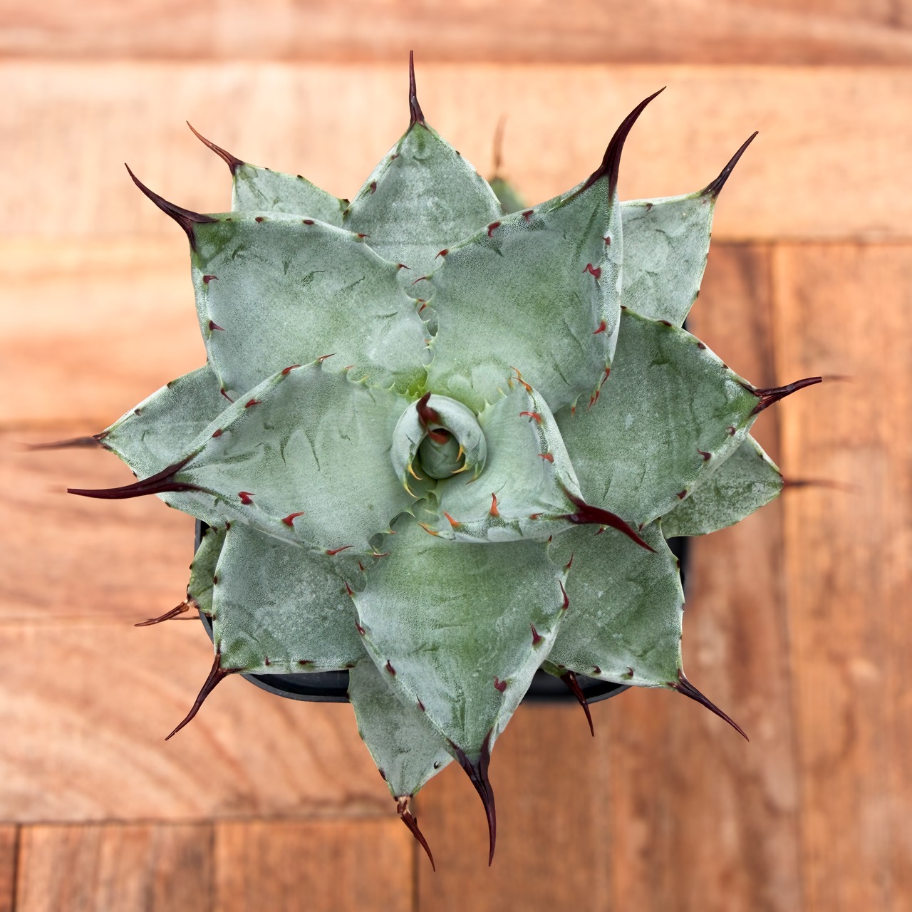 Agave potatorum × macroacantha【アガベ・八荒雷神（