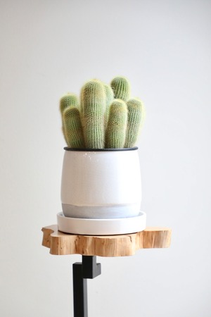 【S】金昇丸 サボテン　※陶器鉢付き