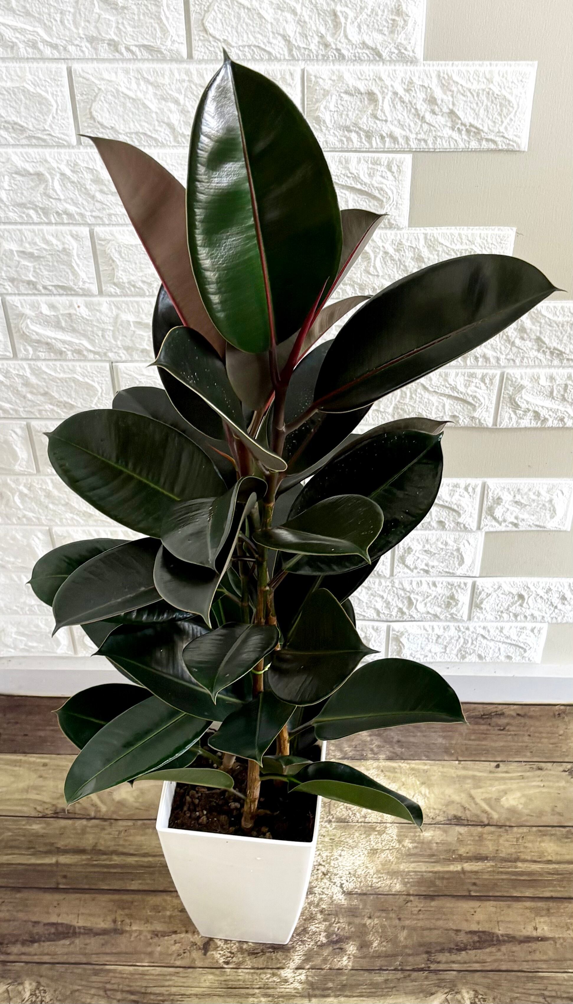 黒艶❗️フィカスバーガンディ⭐️3本立ち⭐️観葉植物 | 観葉植物のお