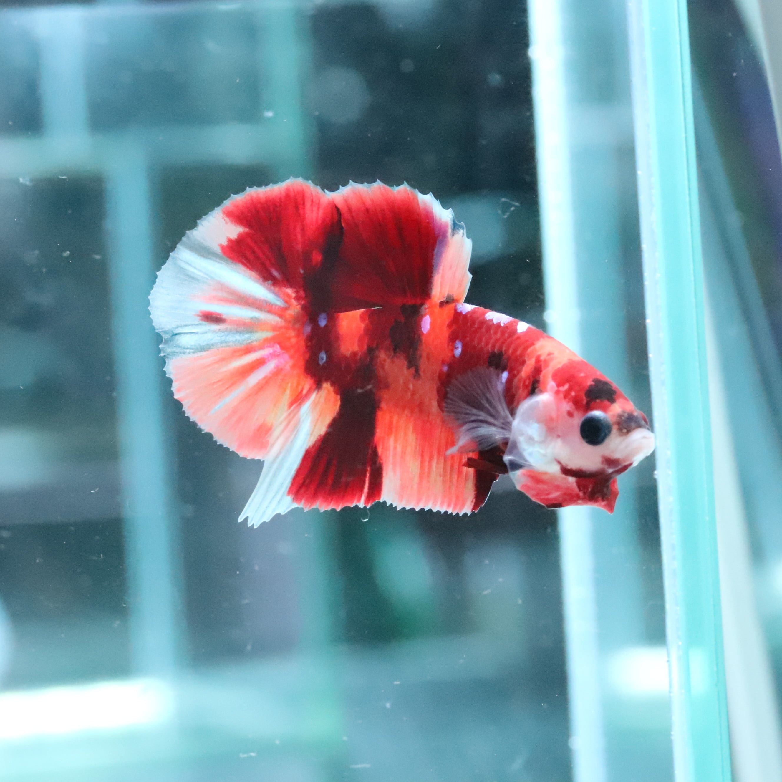 津軽プレミアム 4㎏ | aquarium shop earth