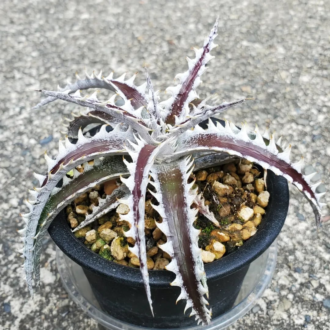 F00462_【SF02】Dyckia 'Samurai' x 'Fat Boy' (Otto Hybrid